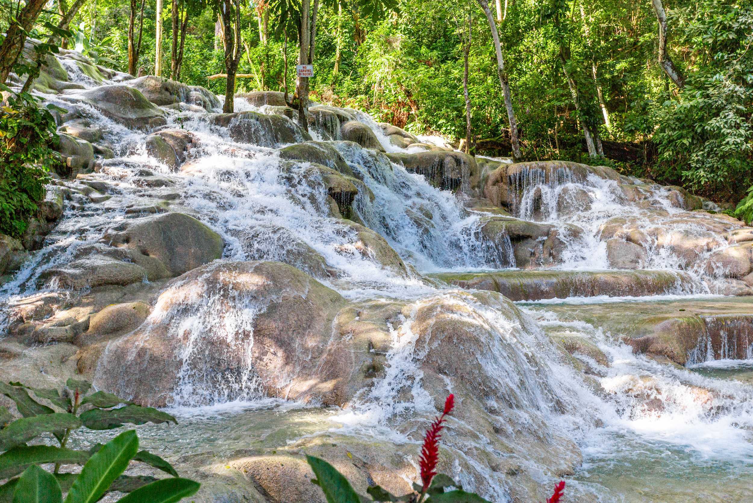 Dolphin Swim and Dunn’s River Falls Experience from Montego Bay – photo 4 of 8