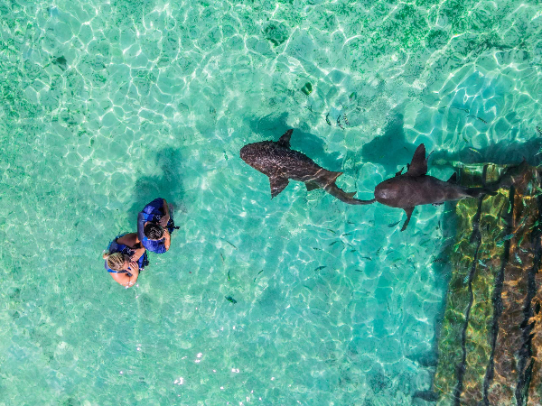 Shark, Stingray & Snorkel Combo Experience