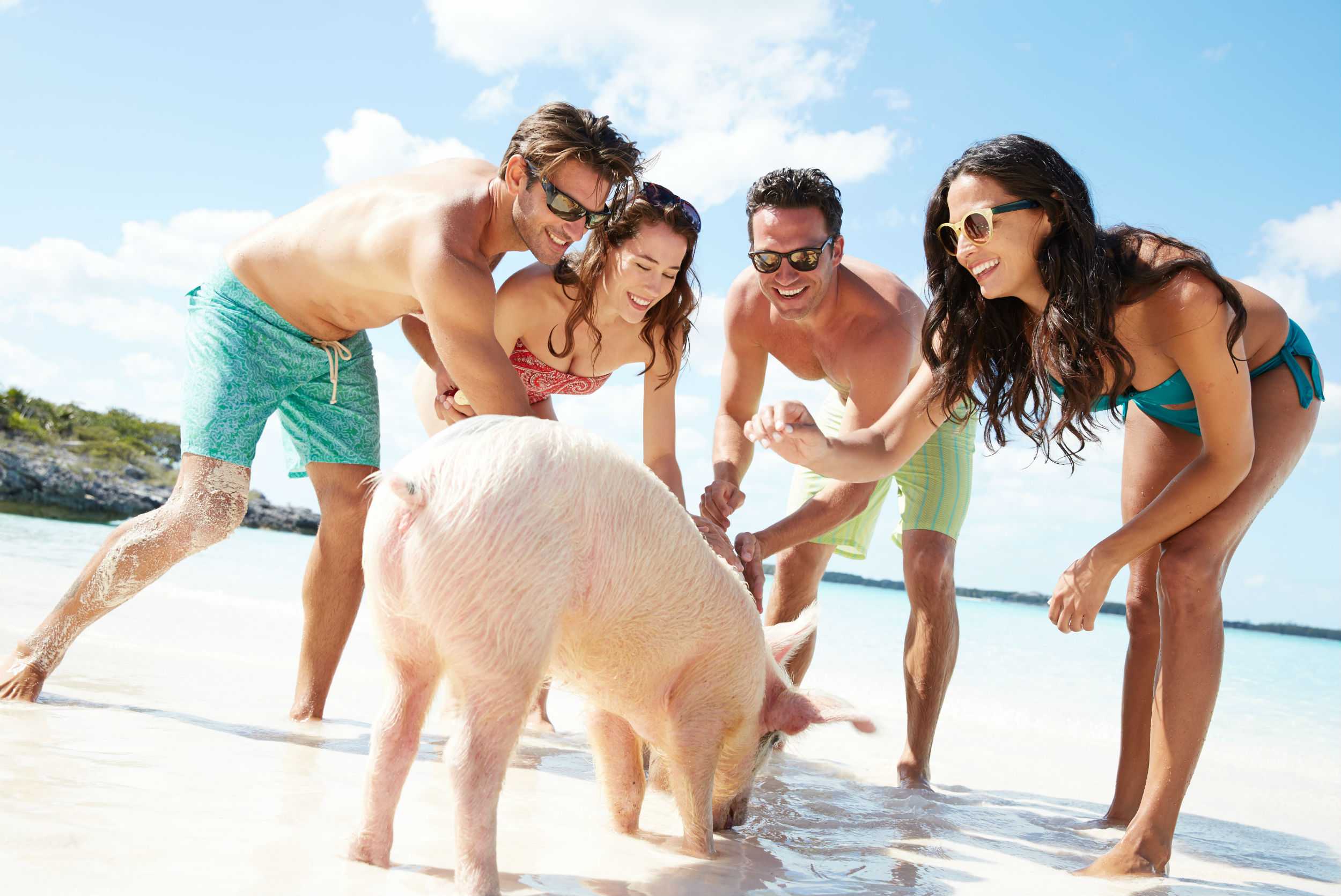 Rose Island Catamaran & Pig Interaction – photo 3 of 4