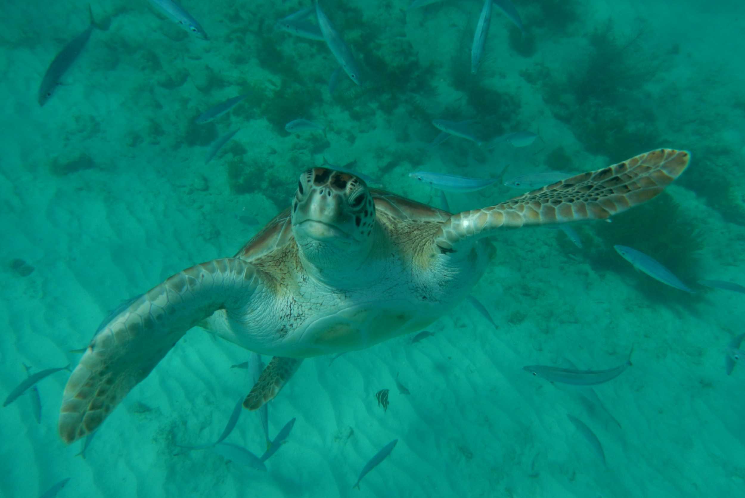 Private Eleuthera Pink Sands Experience and Swimming Pigs – photo 5 of 6