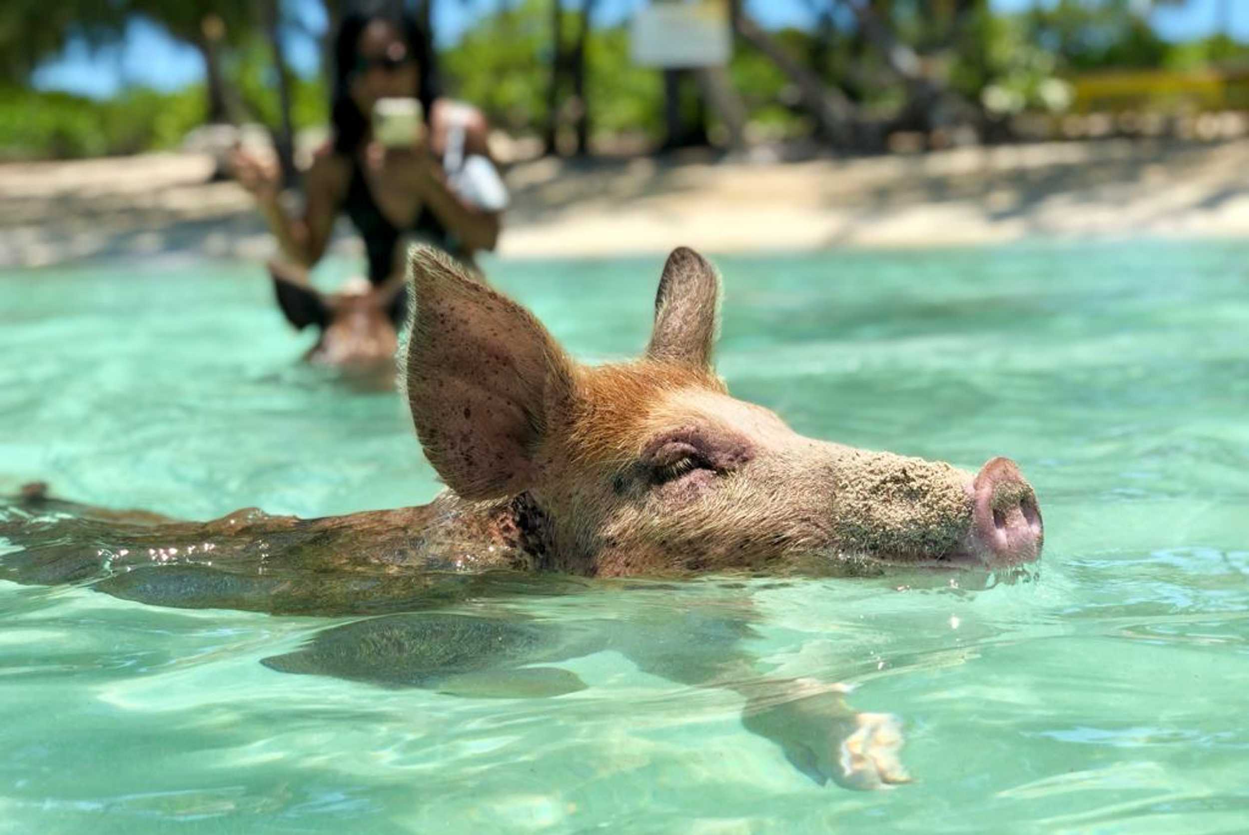 Private Rose Island Pig Interaction & Snorkeling Experience- 41ft Jalapeno-8 hrs (1- 19pax) – photo 3 of 5