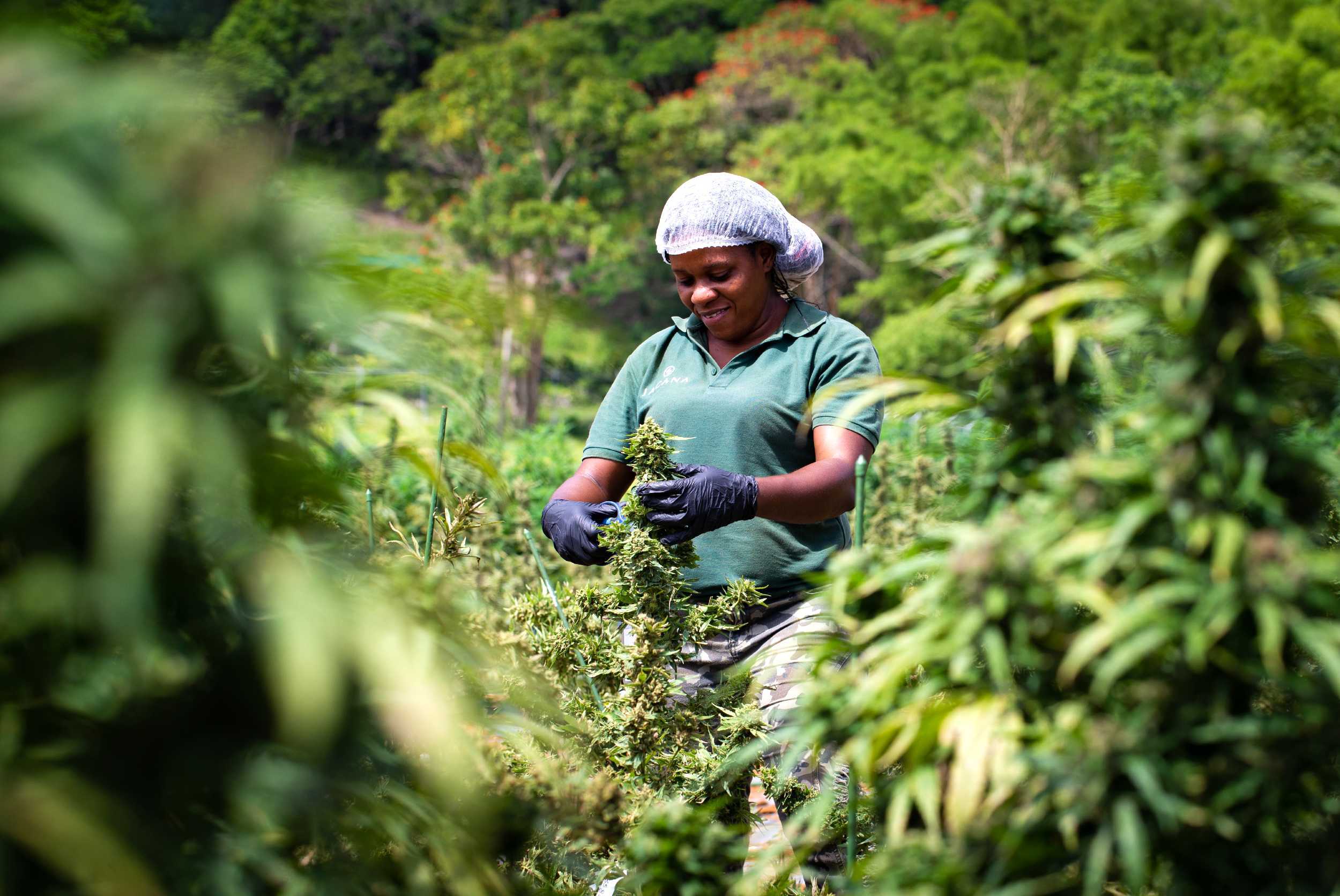 Cannabis Farm Tour In Jamaica - Island Routes