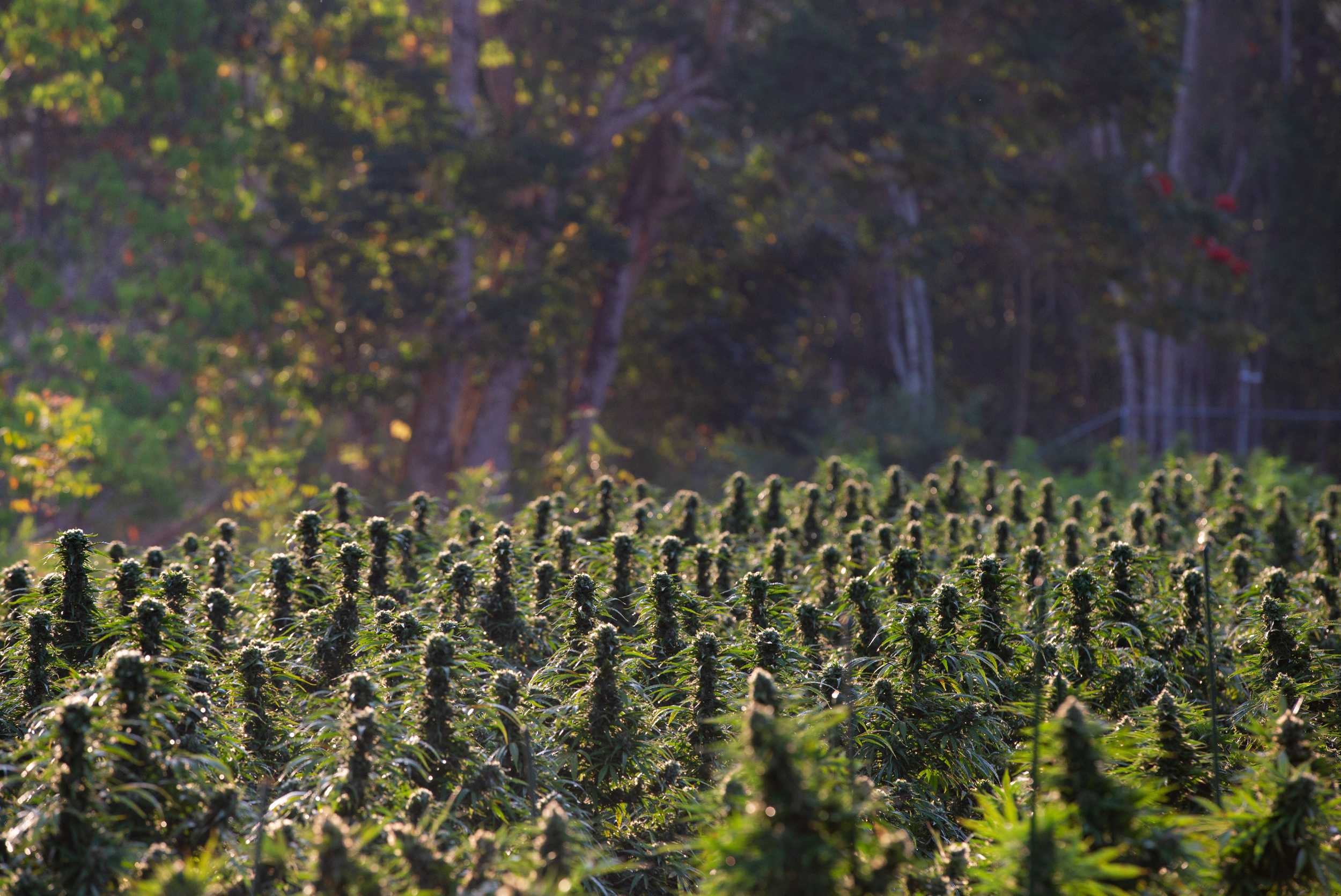 Cannabis Farm Experience – photo 3 of 9