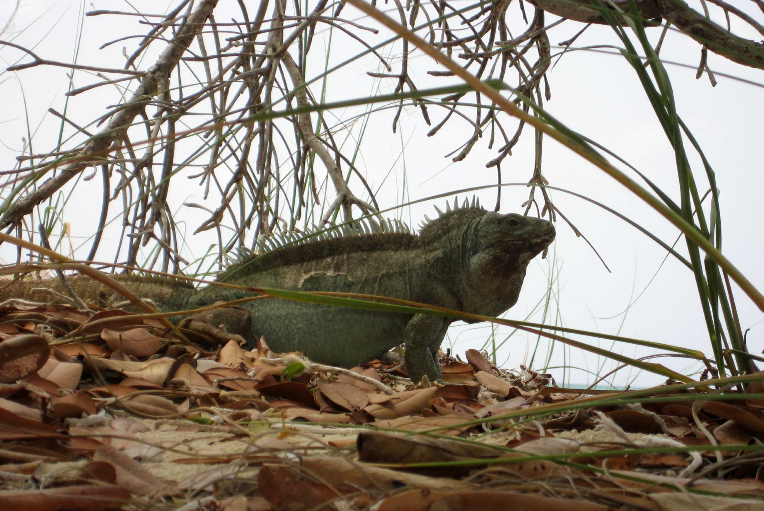 Clear Kayak Mangrove & Iguana Island Experience Turks & Caicos – photo 4 of 9