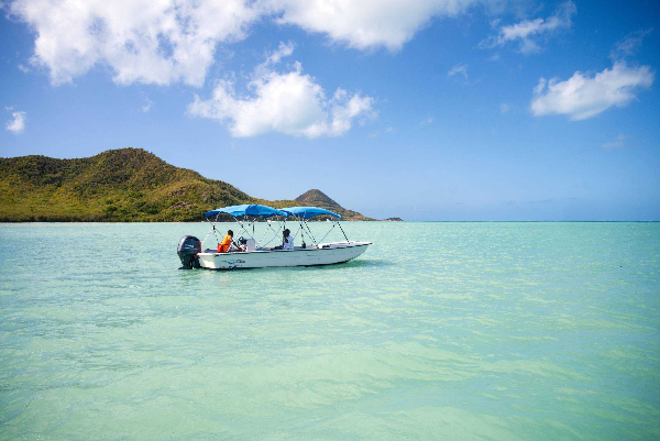 Antigua Pig Interaction & Beach Experience