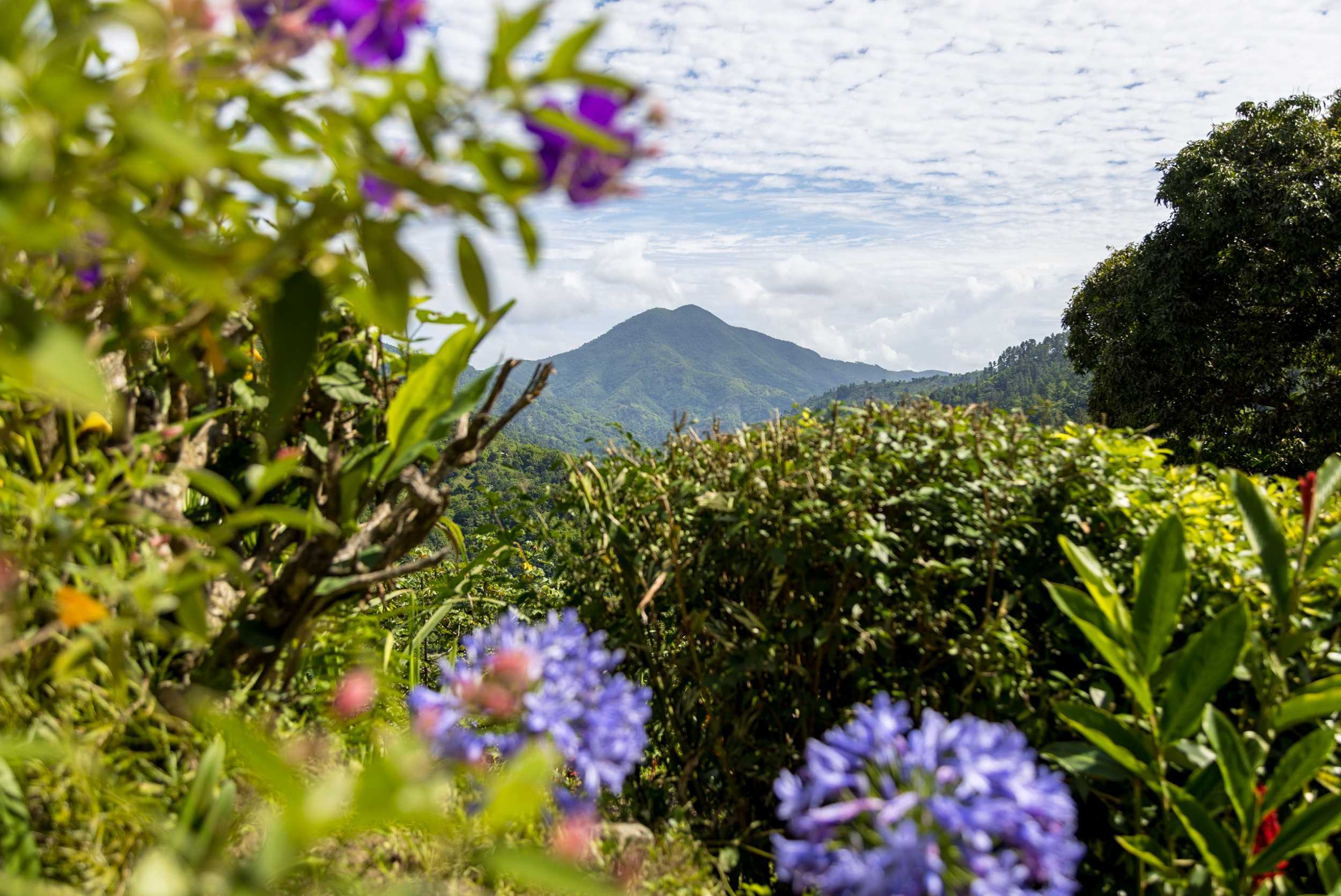 Jamaican wildlife and natural landscape