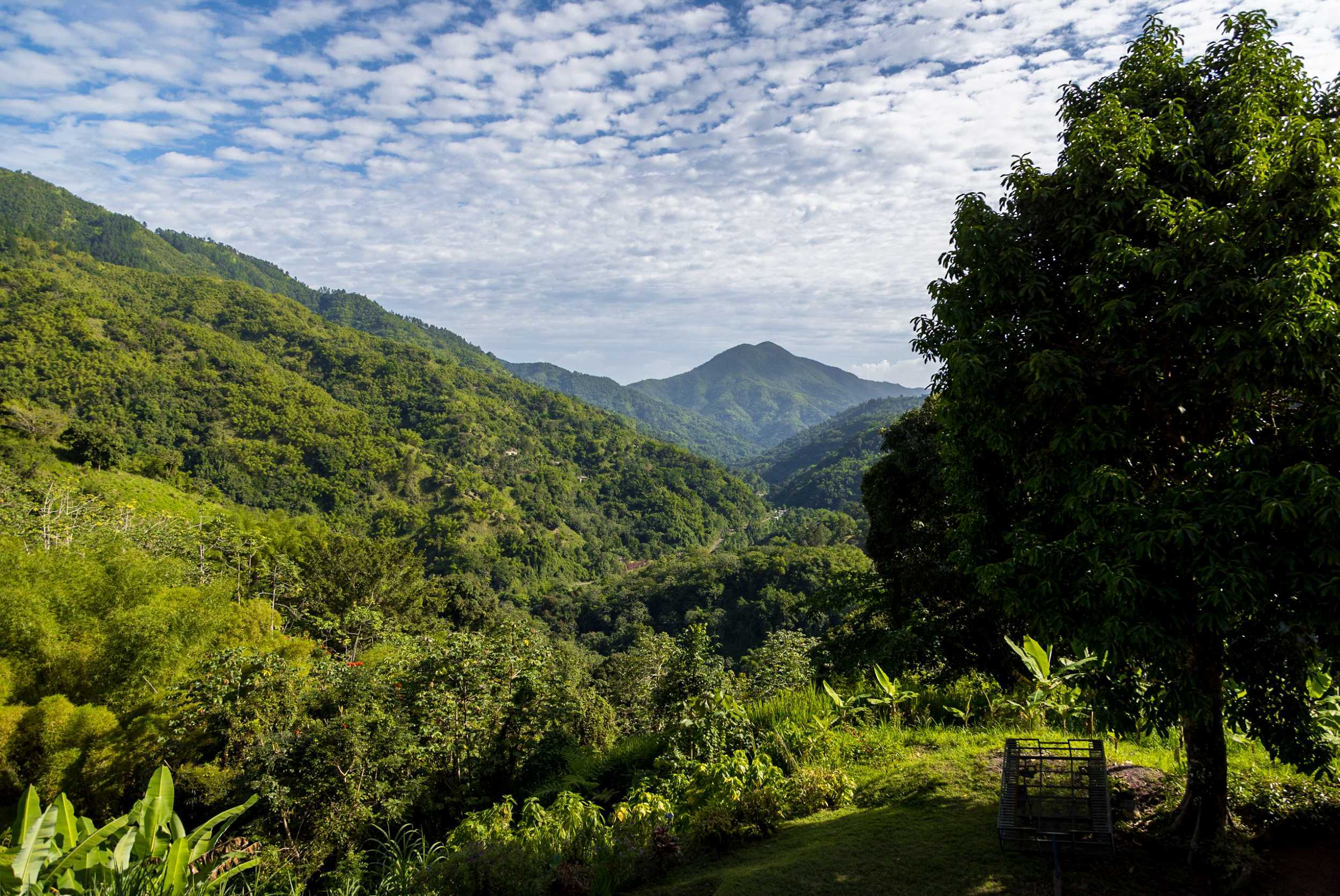 Blue Mountain Hike, Holywell, and Coffee Experience – photo 3 of 6