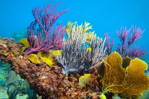 Emerald Reef Snorkeling & Iguana Island Adventure Turks & Caicos
