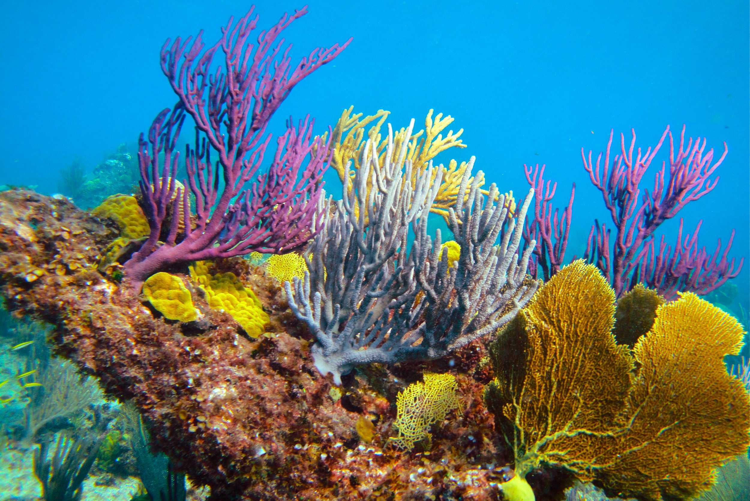 Emerald Reef Snorkeling & Iguana Island Adventure Turks & Caicos – photo 1 of 10