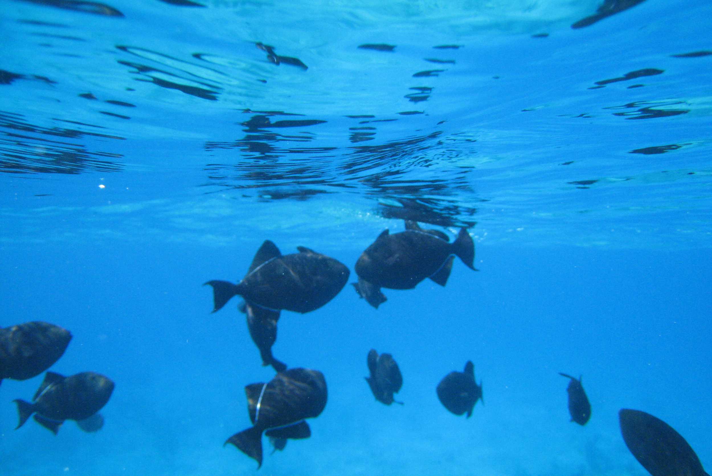 Emerald Reef Snorkeling & Iguana Island Adventure Turks & Caicos – photo 4 of 10