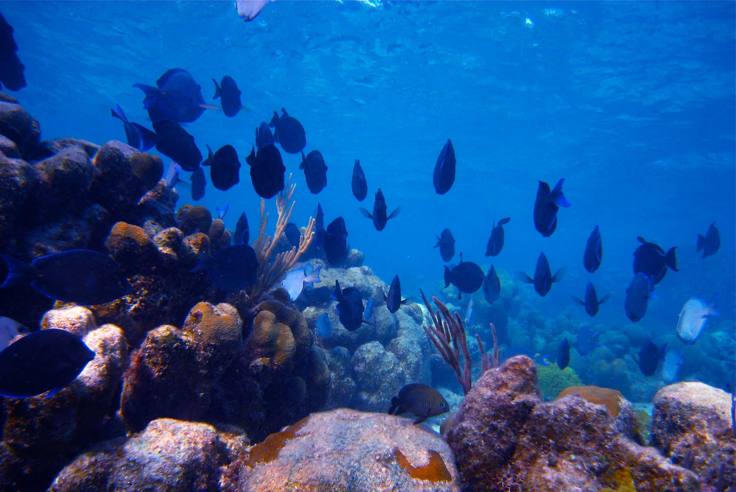 Emerald Reef Snorkeling & Iguana Island Adventure Turks & Caicos – photo 2 of 10