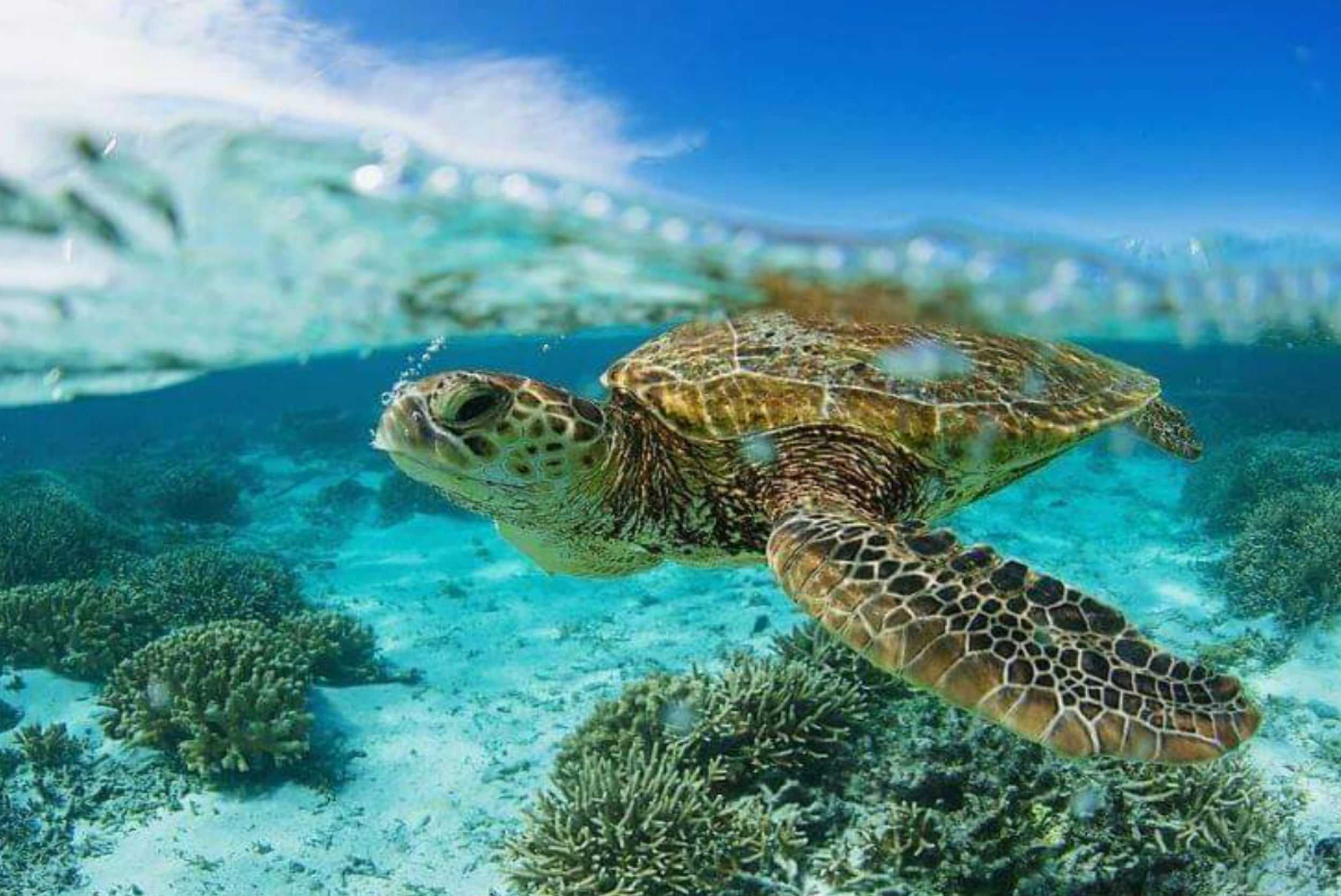 Explore the Tobago Cays – photo 4 of 6