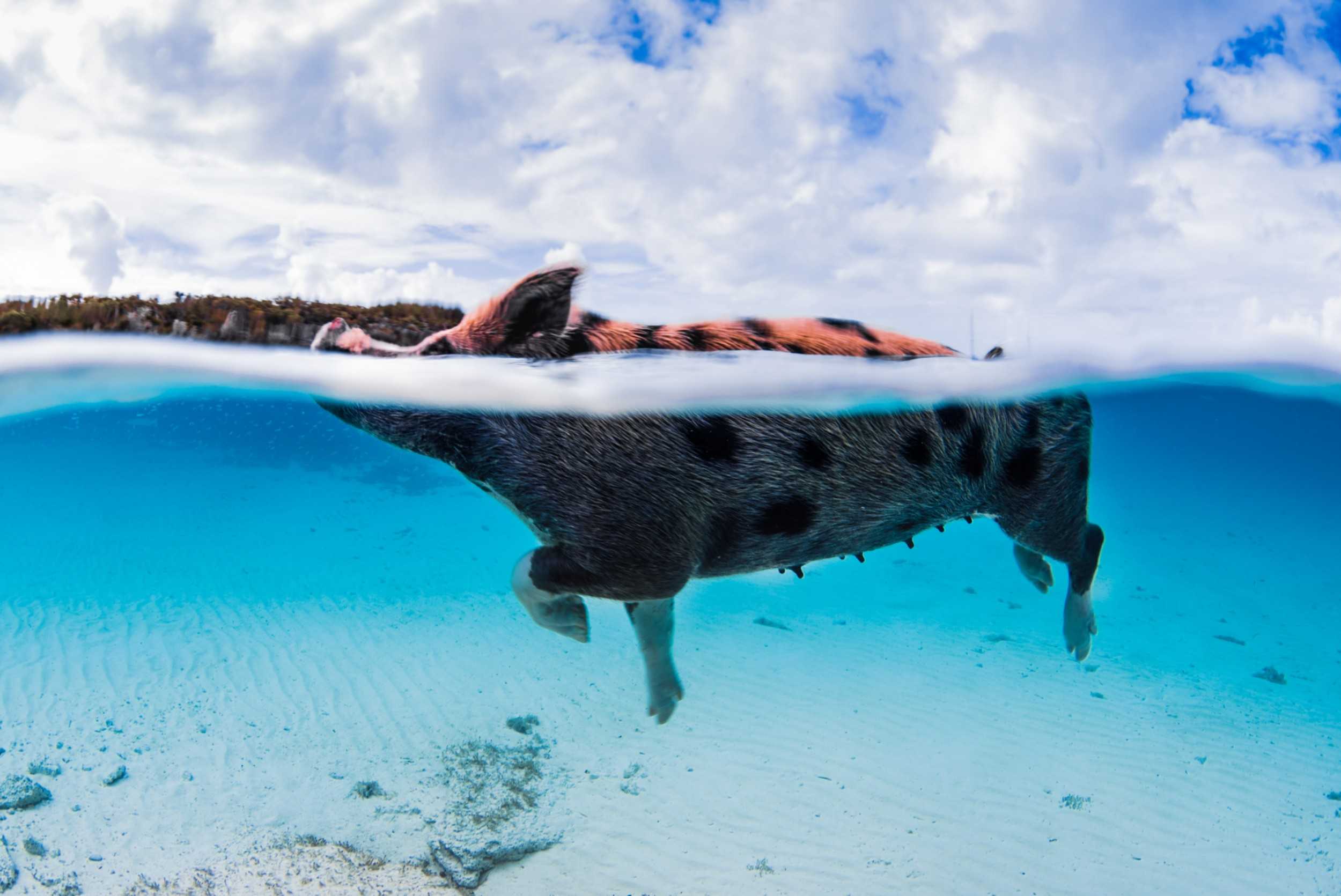 Exuma Cays Island Hopping and Animal Interaction – photo 1 of 13
