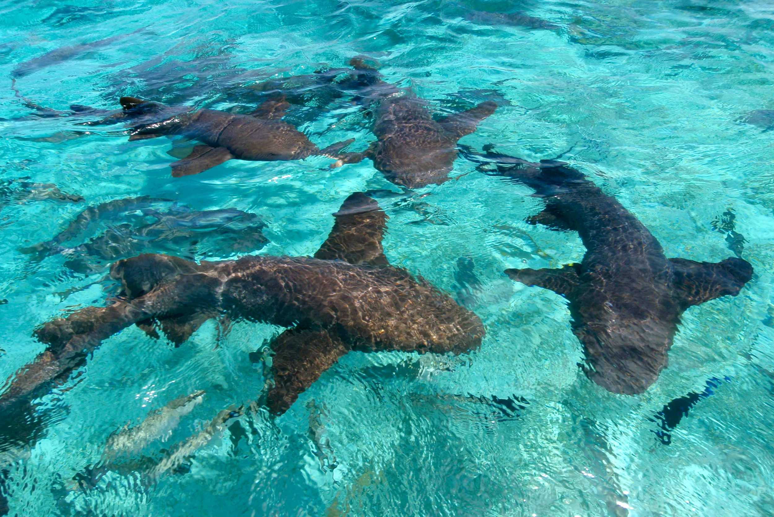 Exuma Cays Island Hopping and Animal Interaction – photo 5 of 13