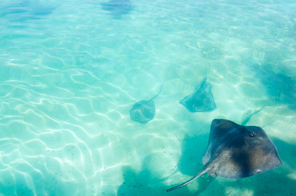 Professional Development for Teachers