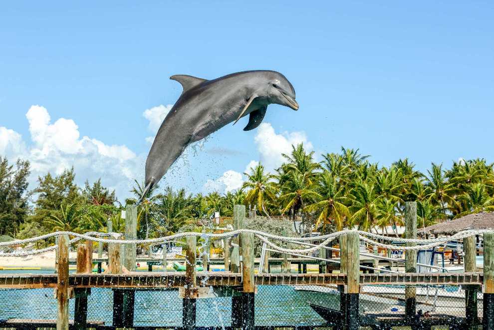 Blue Lagoon Island Dolphin Swim Experience – photo 2 of 3