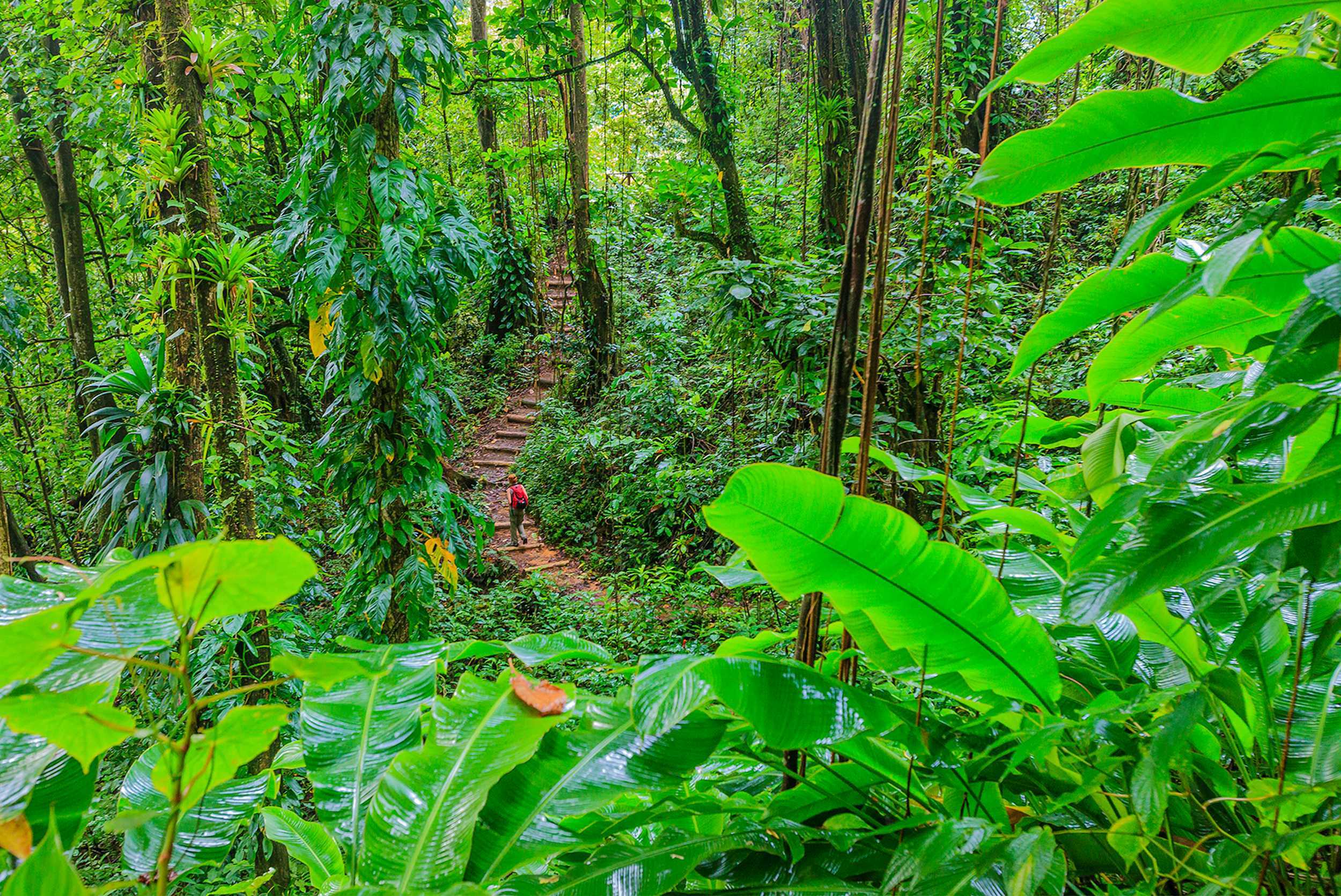 Cumberland Rainforest Hike – photo 1 of 4
