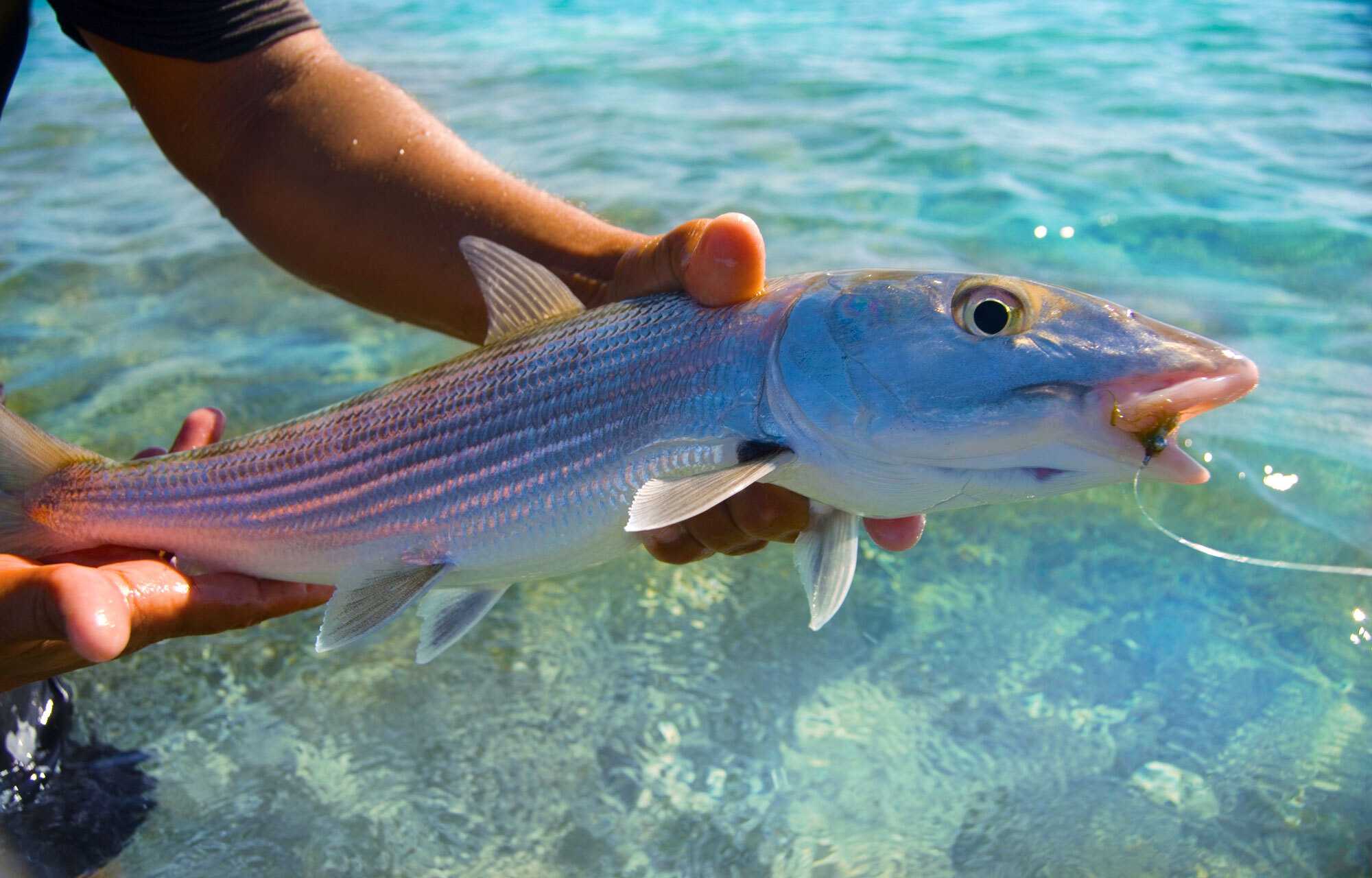 Half Day Bone Fishing in Exuma – photo 3 of 3