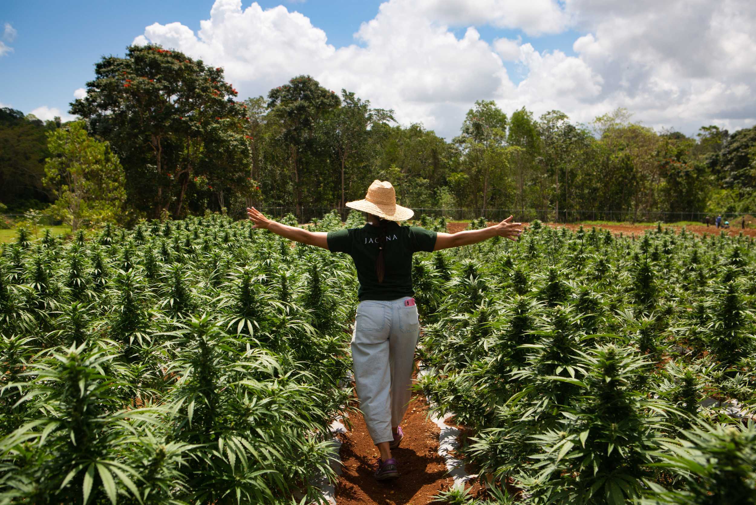 Cannabis 'Seed to Store' Experience – photo 1 of 13
