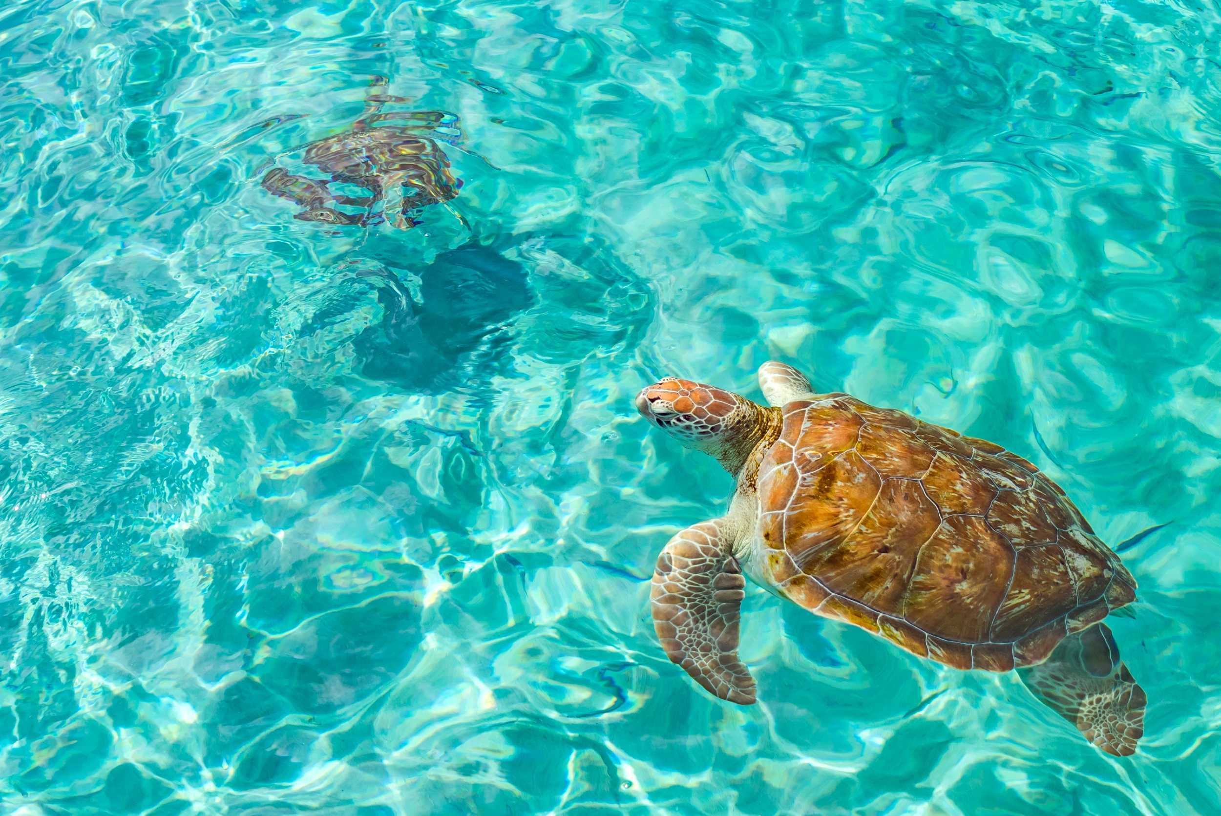 Curacao Caves & Turtle Swim Experience – photo 5 of 6
