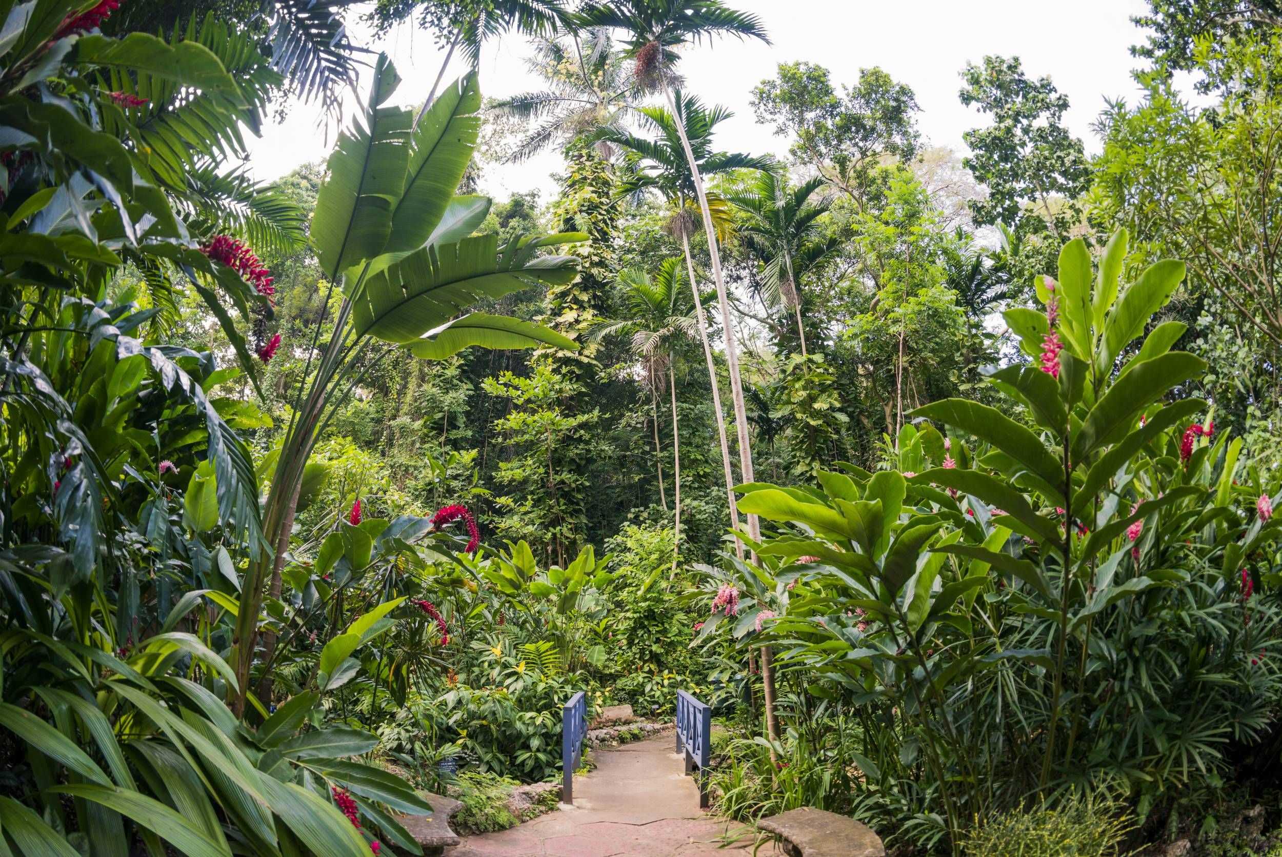 Konoko Falls Rainforest Trek – photo 2 of 6