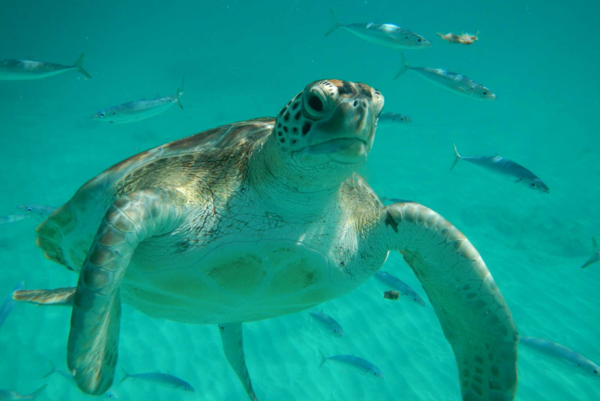 Private Nassau Speedboat Snorkel & Beach Escape- 41ft Jalapeno-8 hrs (1- 15pax) – photo 4 of 6