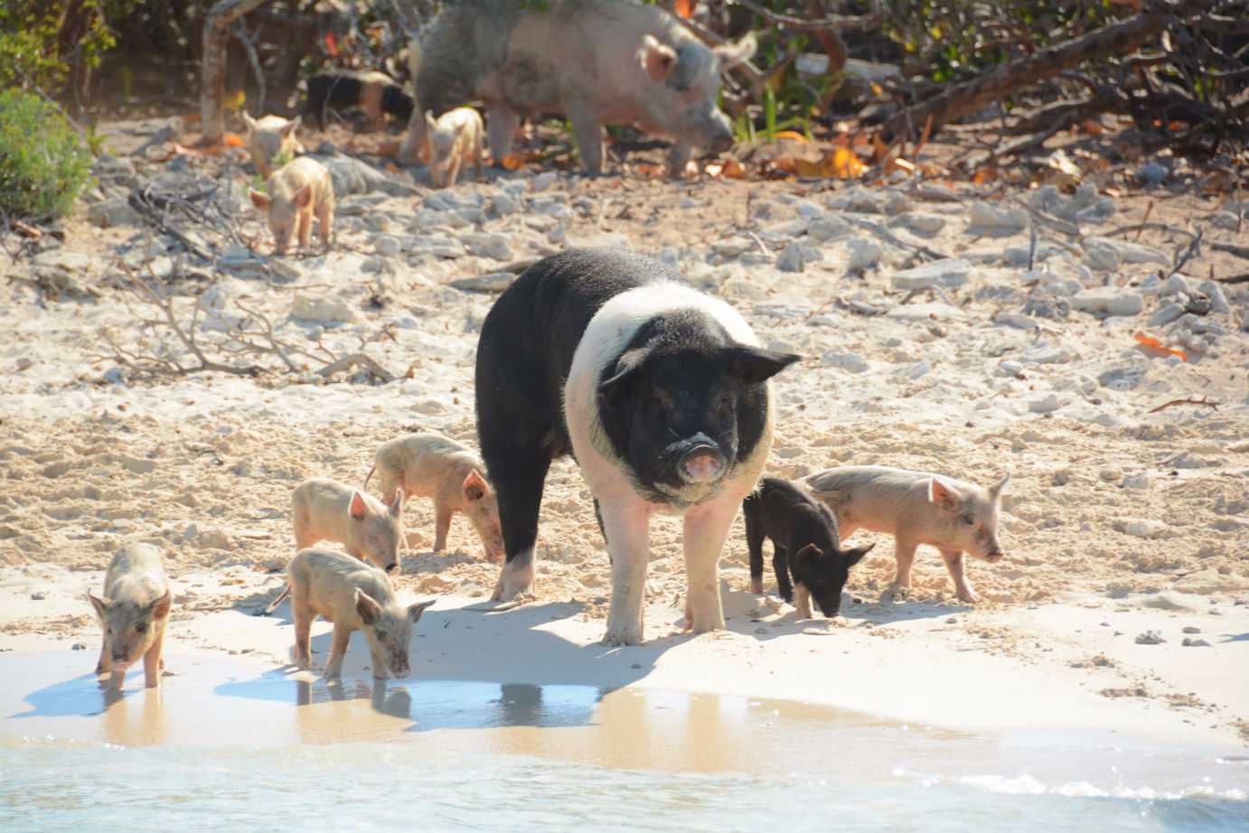 Exuma Cays Swimming Pigs Adventure – photo 2 of 9