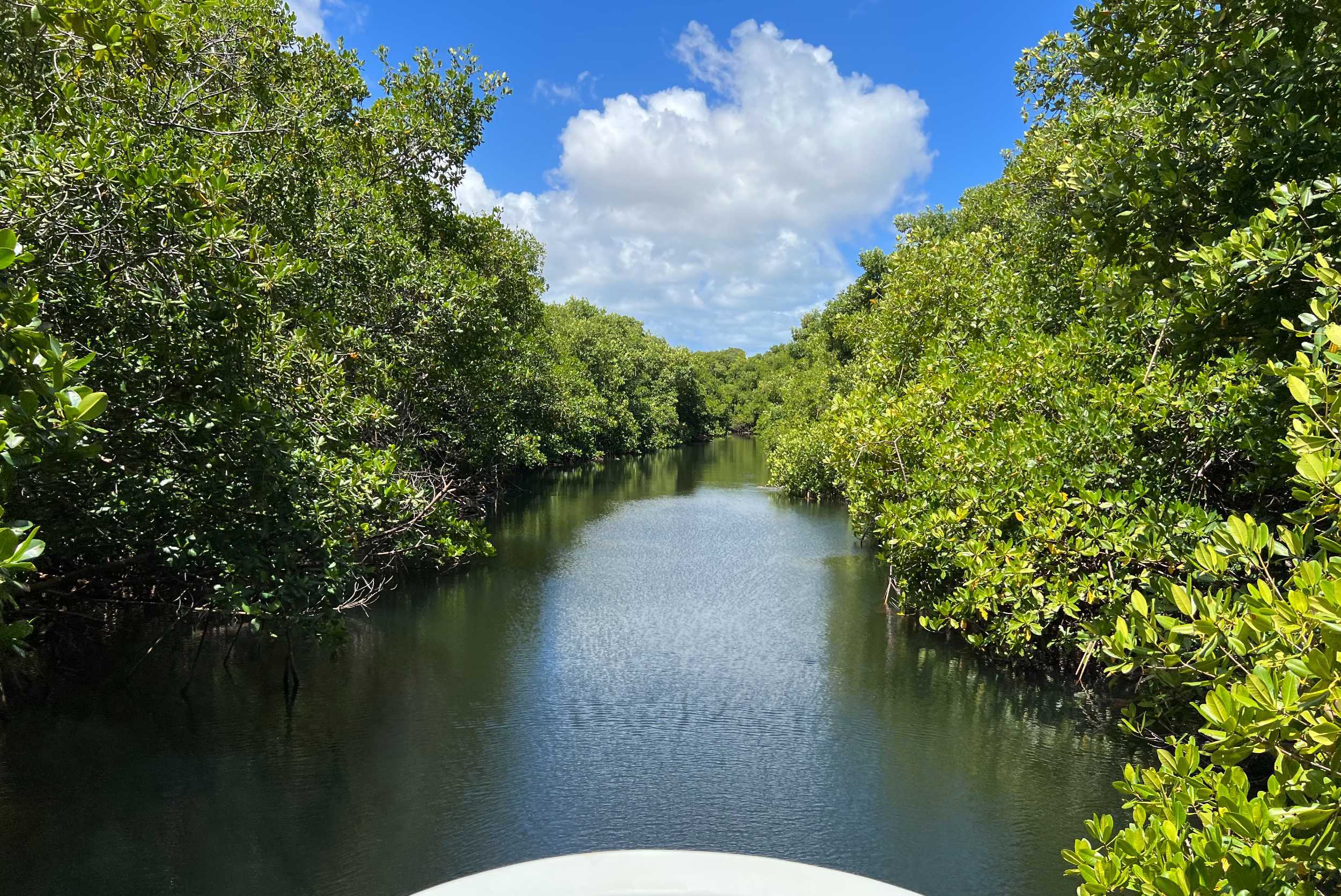 Great Bird Island Turtle & Snorkeling Experience – photo 2 of 6
