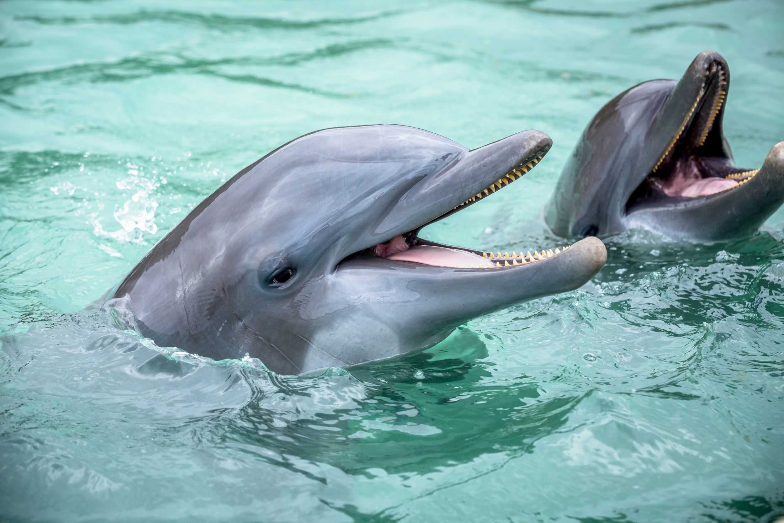Dolphin Highlight Lucea – photo 2 of 4
