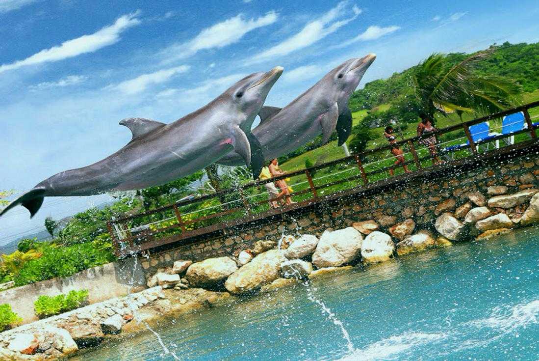 Dolphin Highlight Lucea – photo 1 of 4