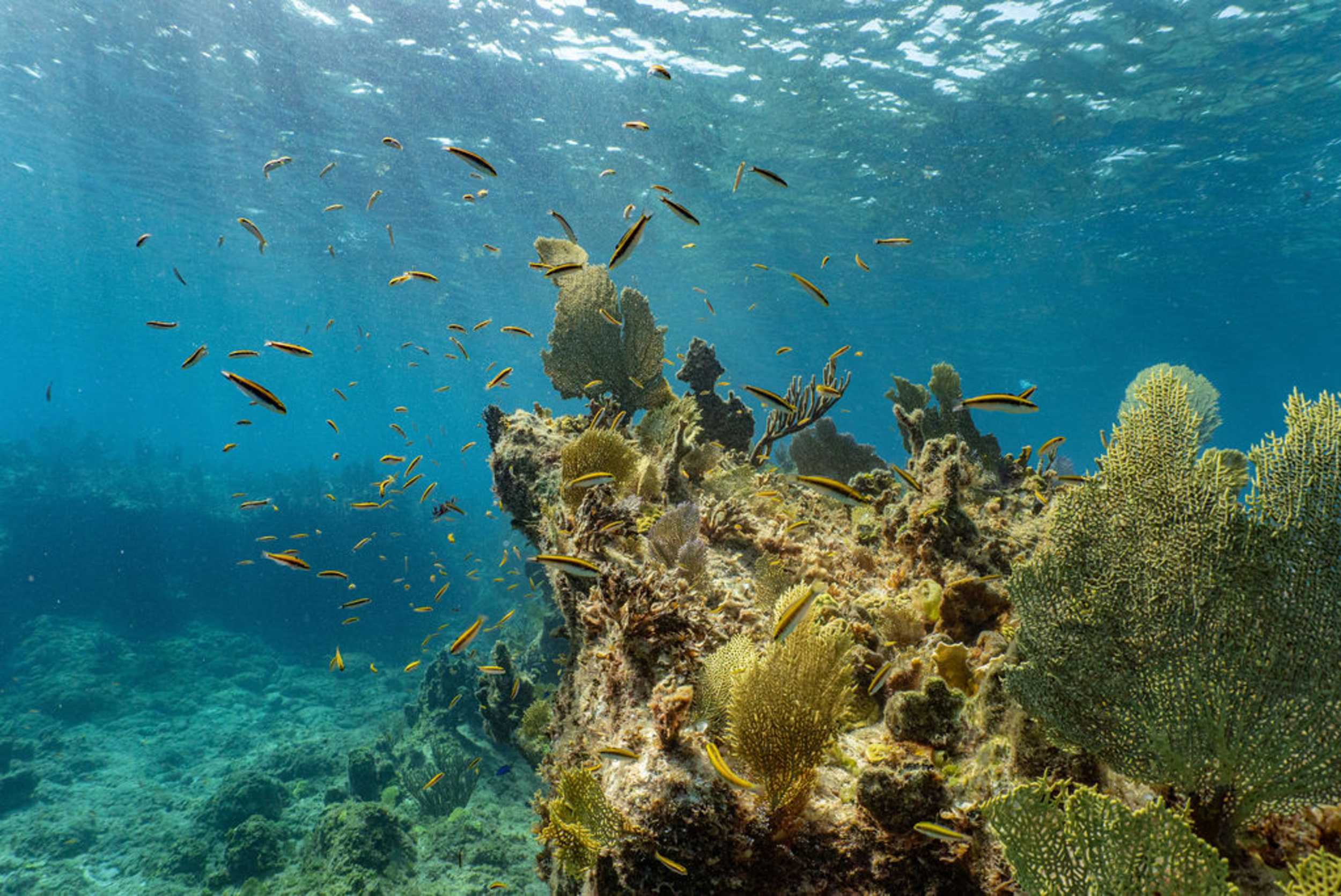 Caicos Snorkel! Snorkel! Reef Adventure – photo 4 of 7