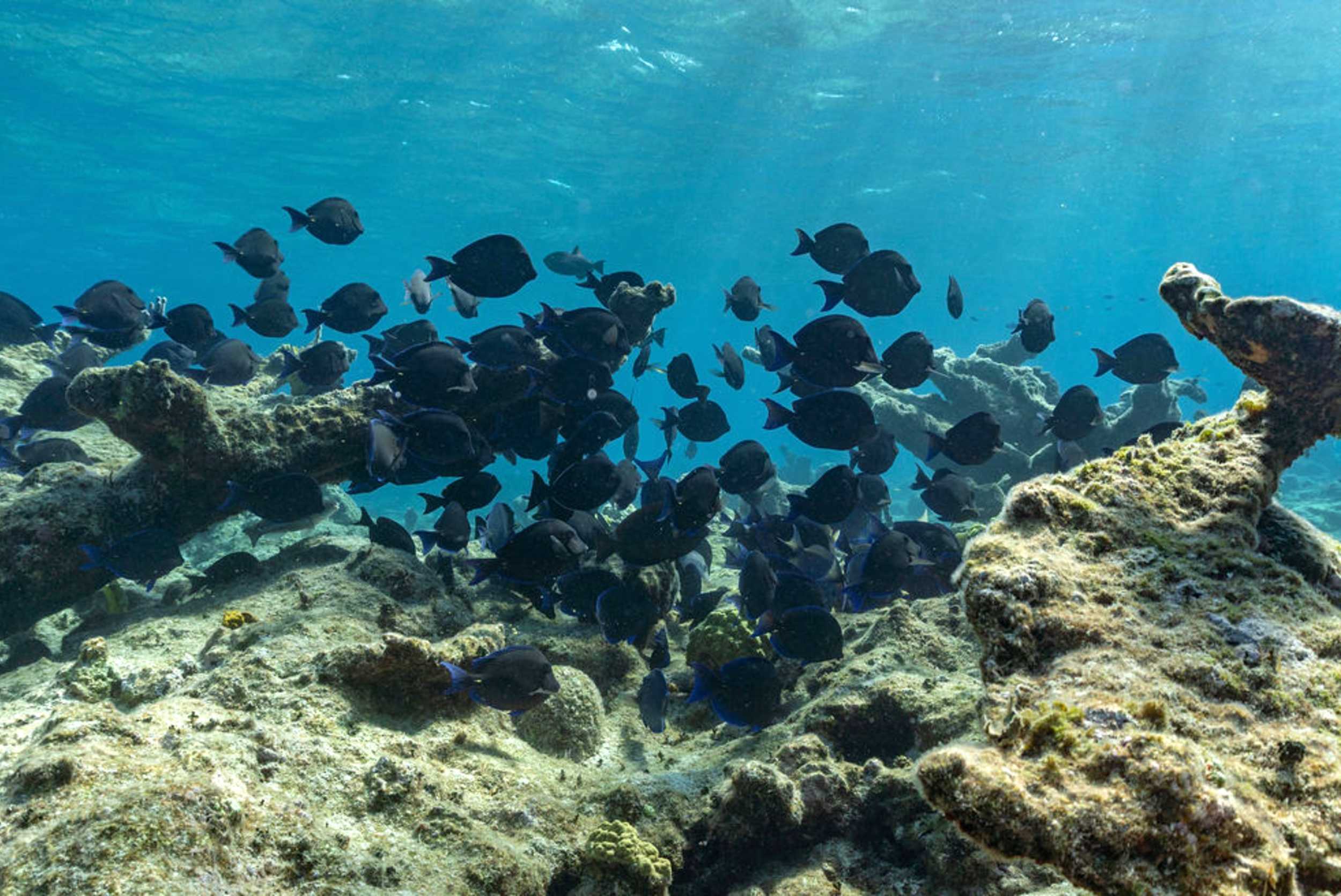 Caicos Snorkel! Snorkel! Reef Adventure – photo 3 of 7