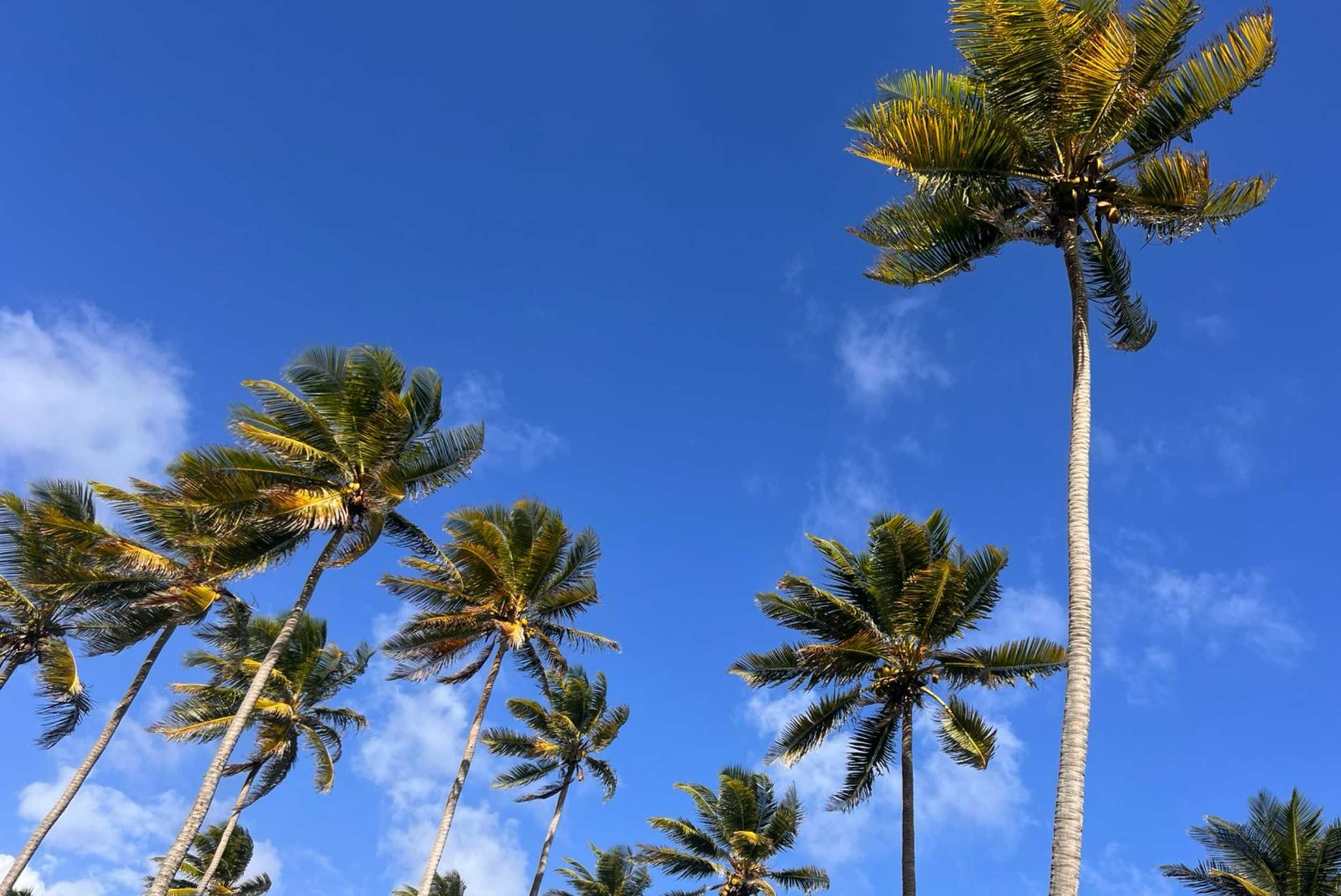 Discover Bequia by Sea – photo 4 of 5