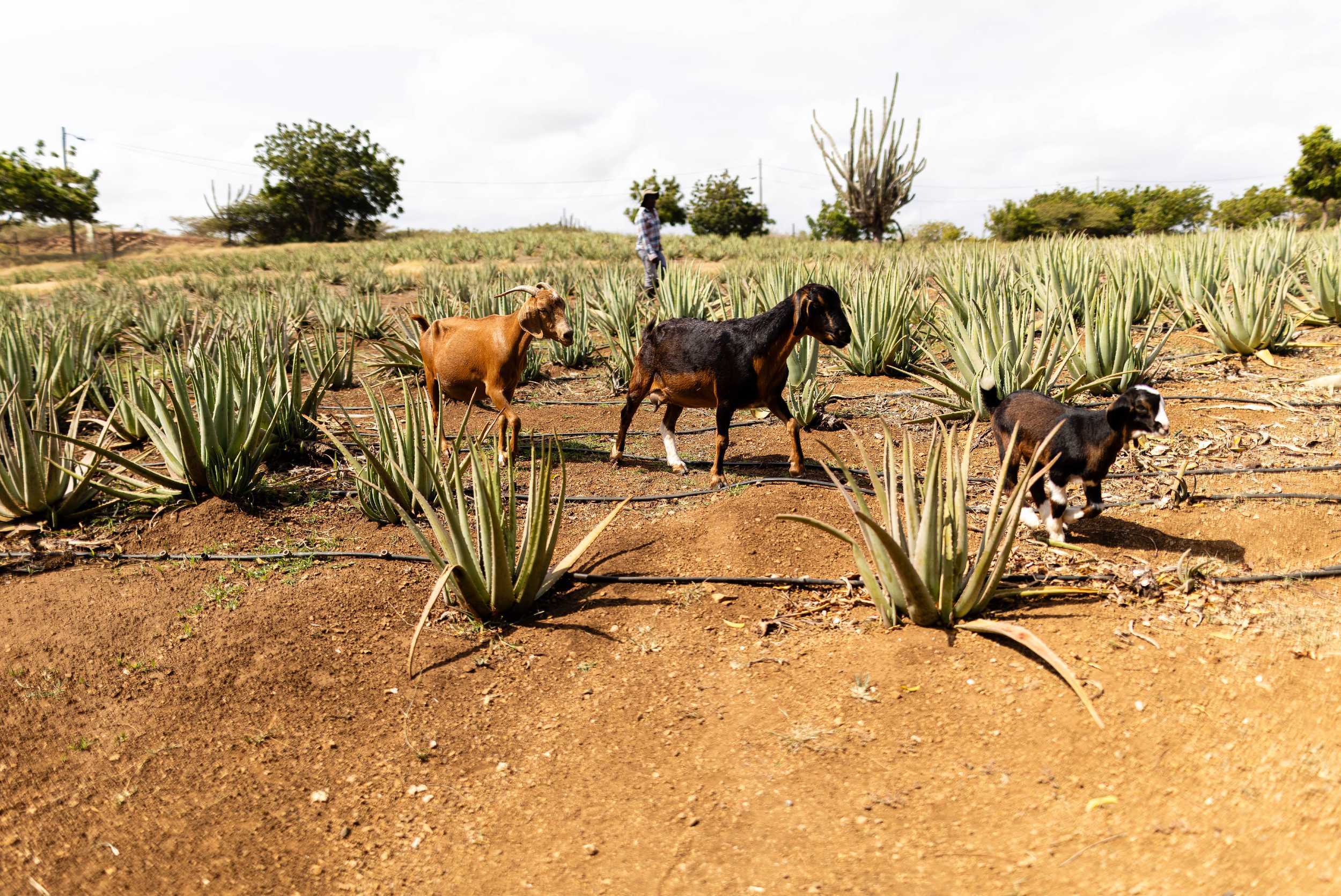 Ostrich & Aloe Vera Farm & Rum Experience – photo 4 of 9