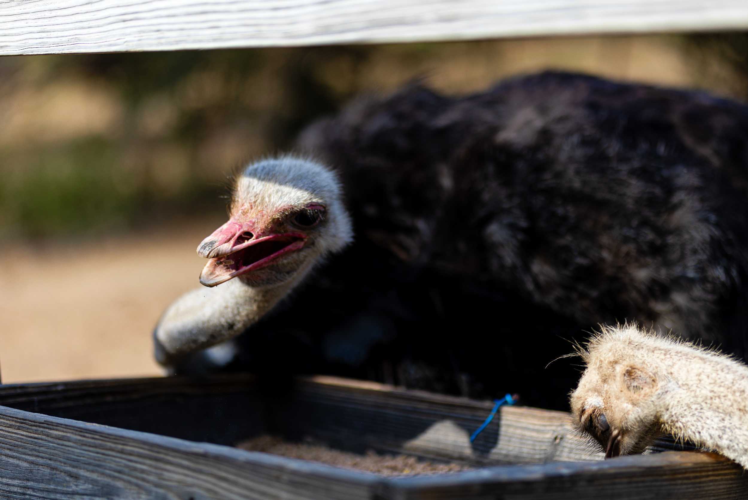 Ostrich & Aloe Vera Farm & Rum Experience