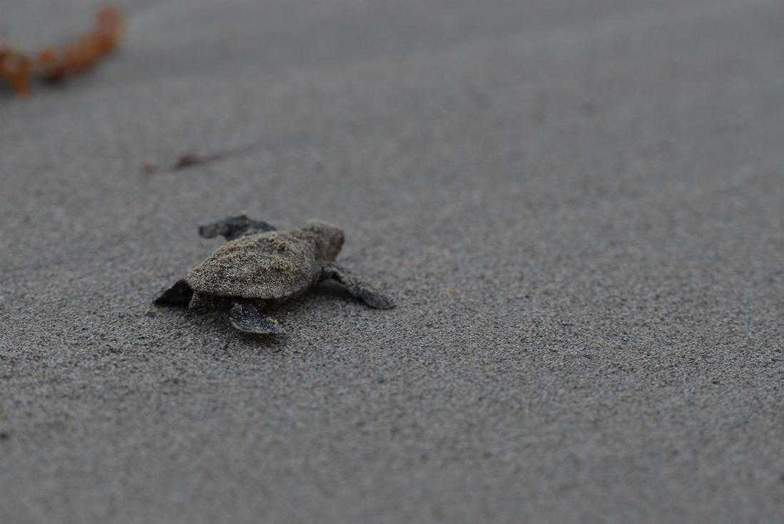 Turtle Watching Experience Ocho Rios – photo 2 of 4