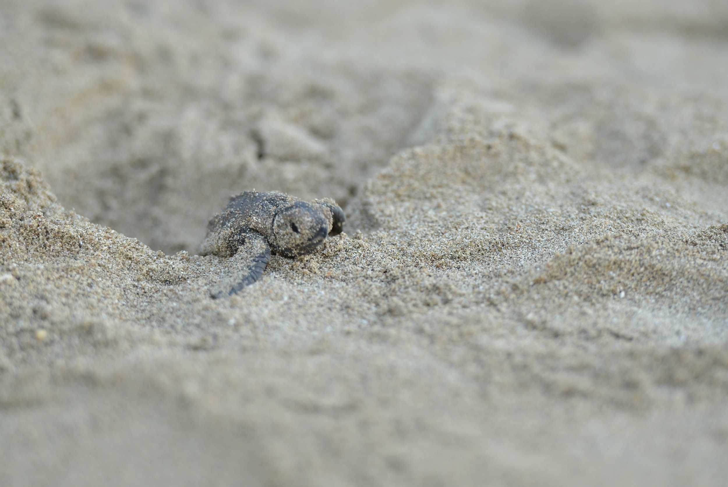 Turtle Watching Experience Ocho Rios – photo 4 of 4
