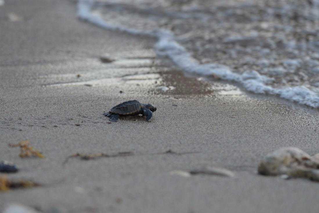 Turtle Watching Experience Ocho Rios – photo 1 of 4