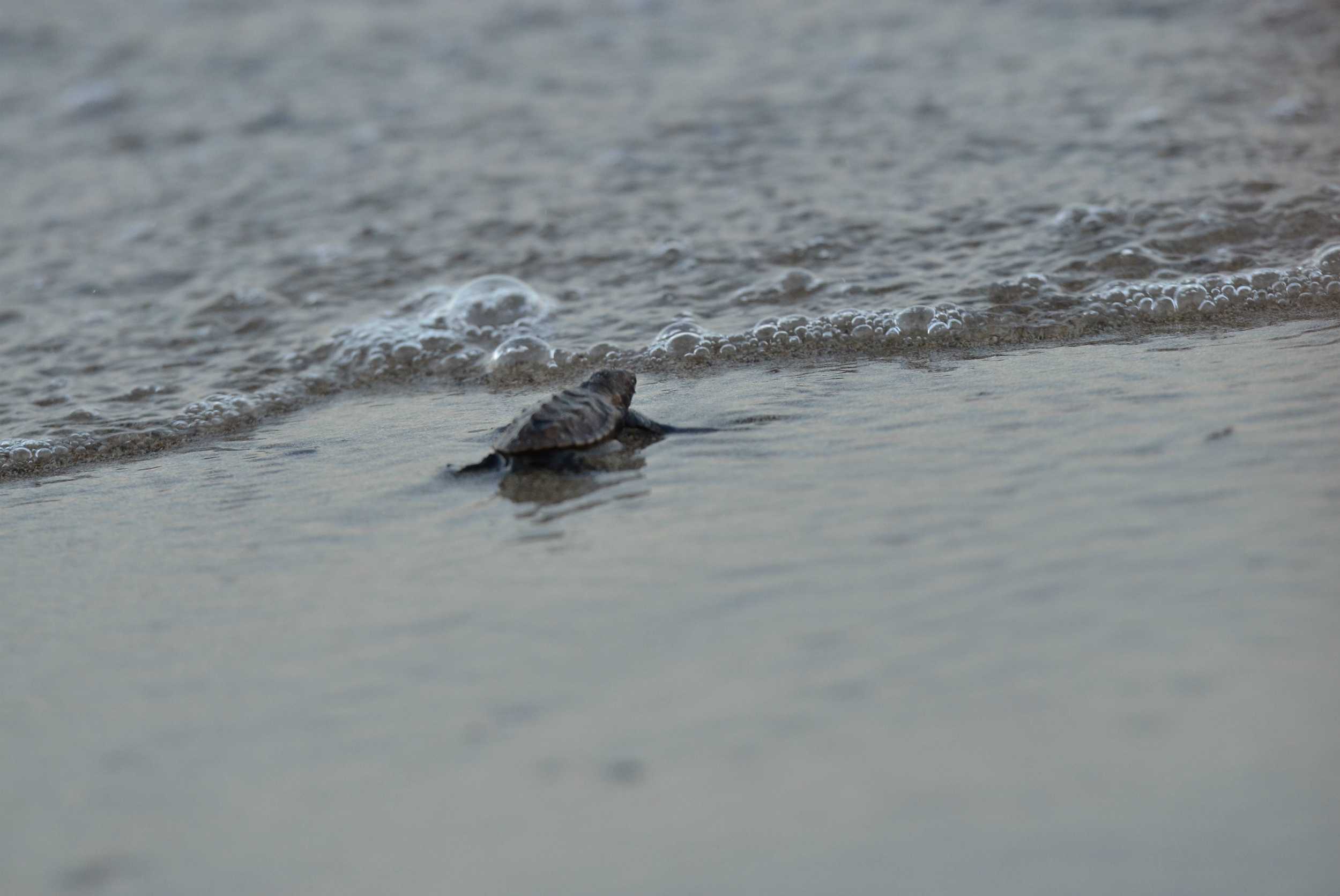 Turtle Watching Experience Ocho Rios – photo 3 of 4