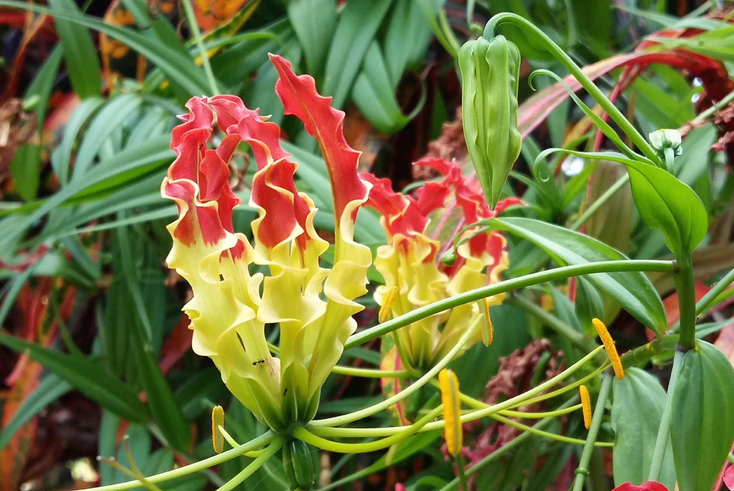 Tea at the Tower and Historic Garden Tour – photo 3 of 3