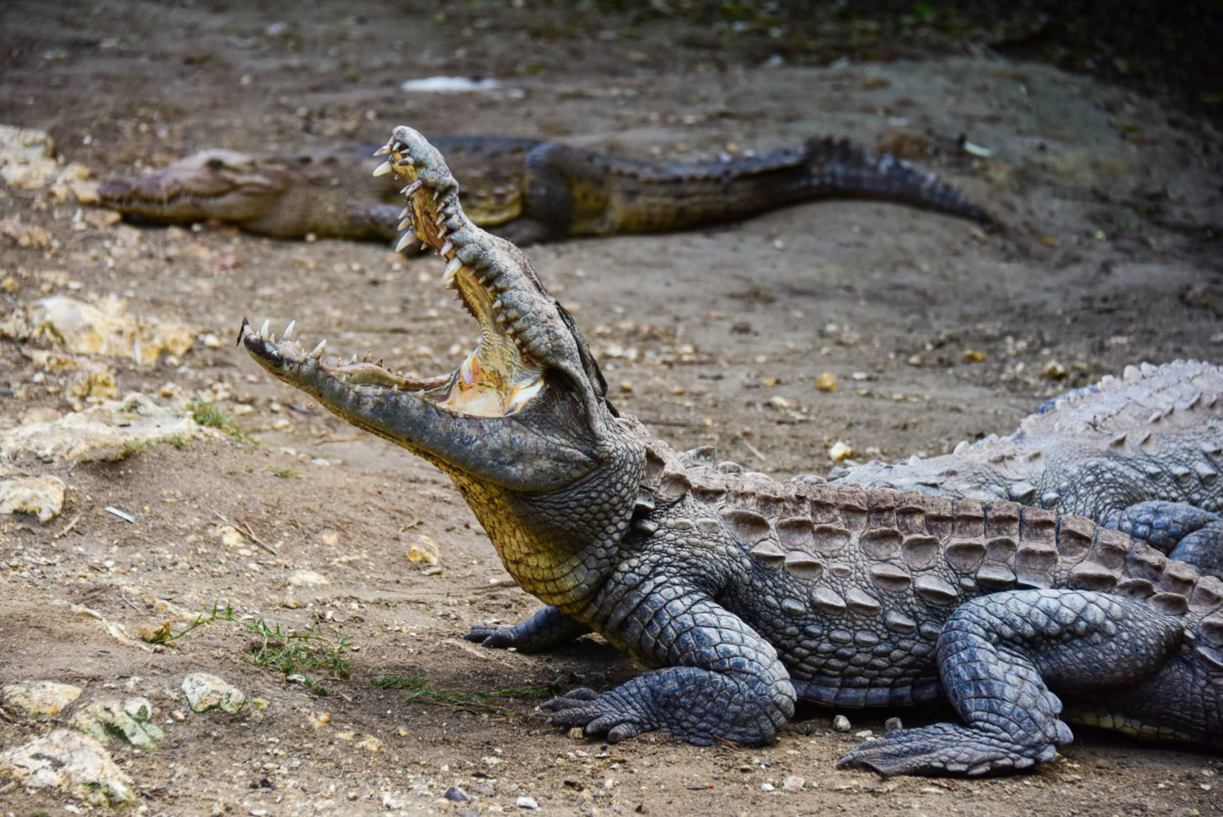 Jamaica Swamp Safari Village Tour – photo 1 of 4
