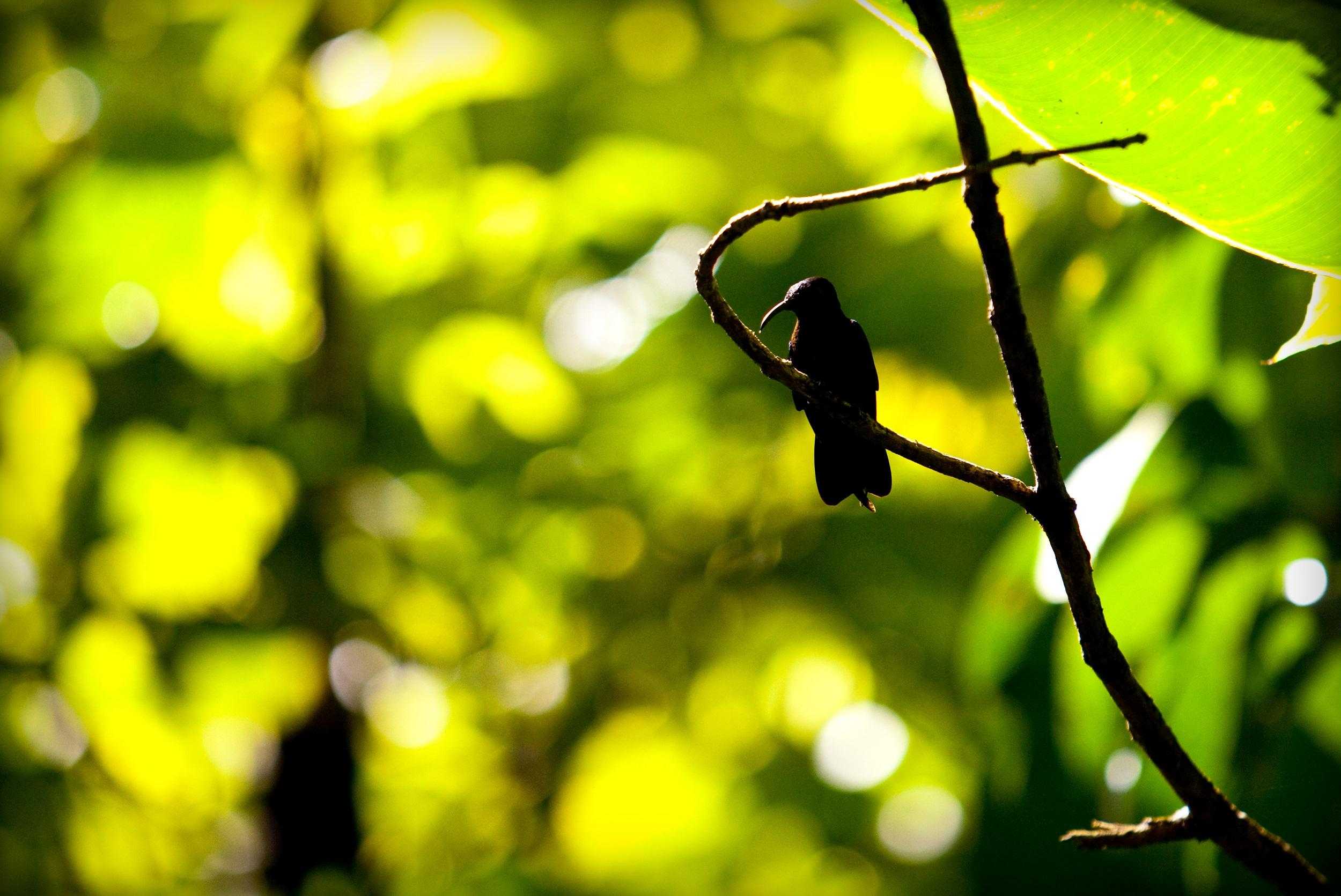 Grenada Tropical Garden Experience – photo 4 of 4