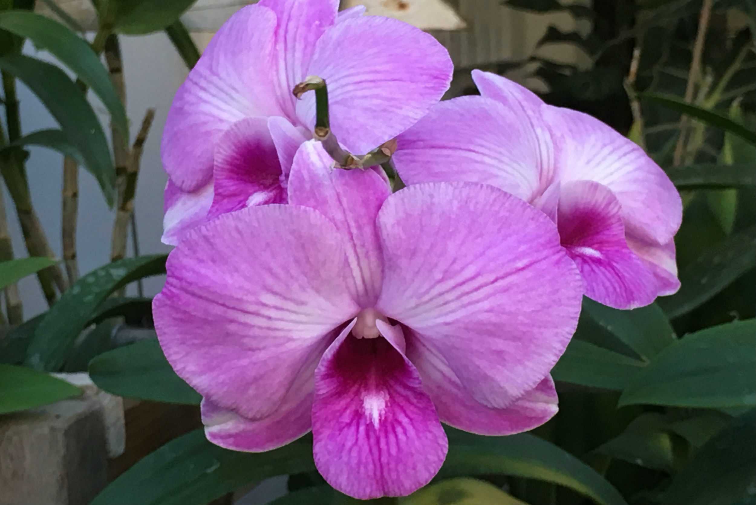 Grenada Tropical Garden Experience – photo 2 of 4