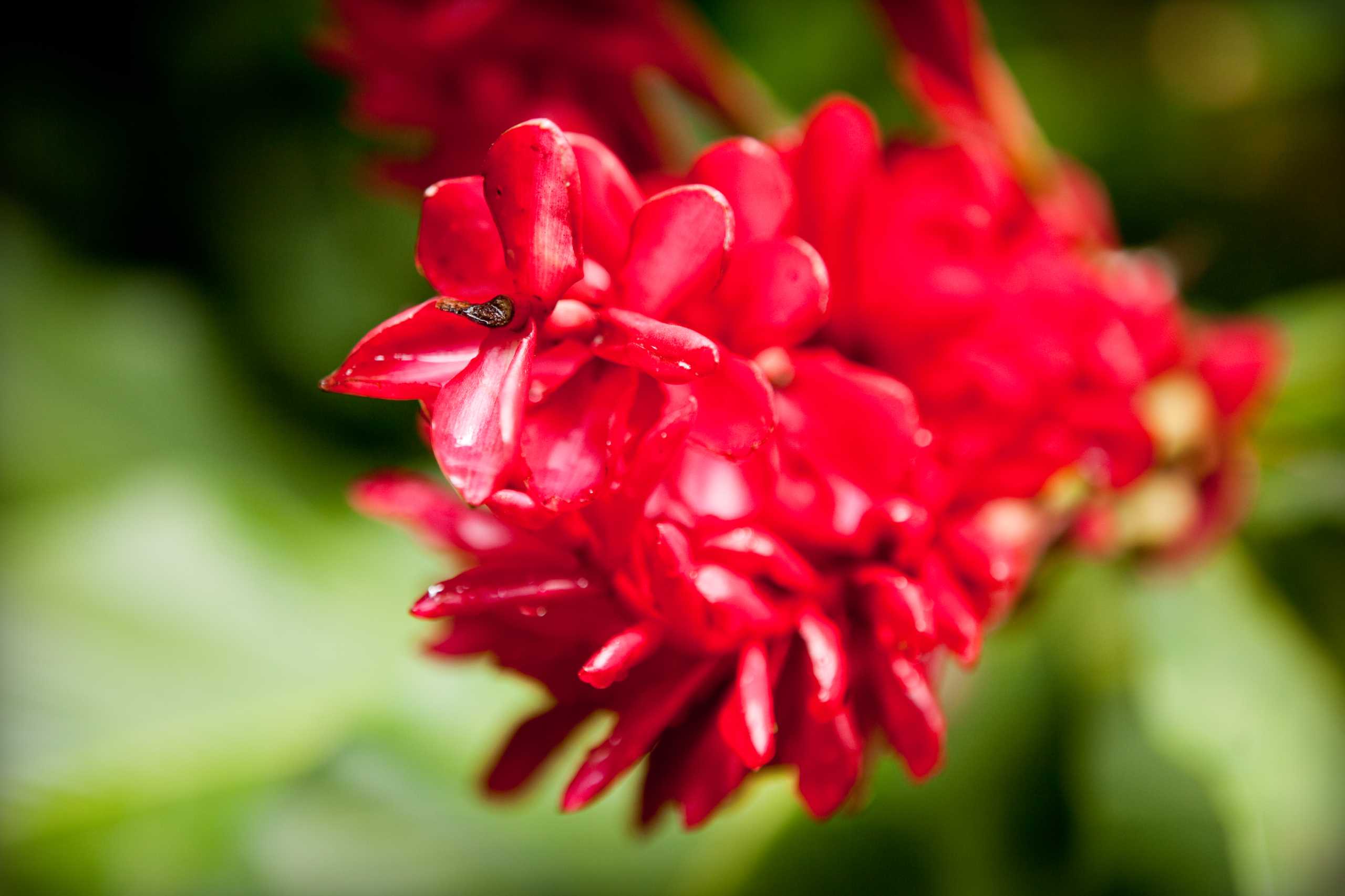 Grenada Tropical Garden Experience – photo 1 of 4