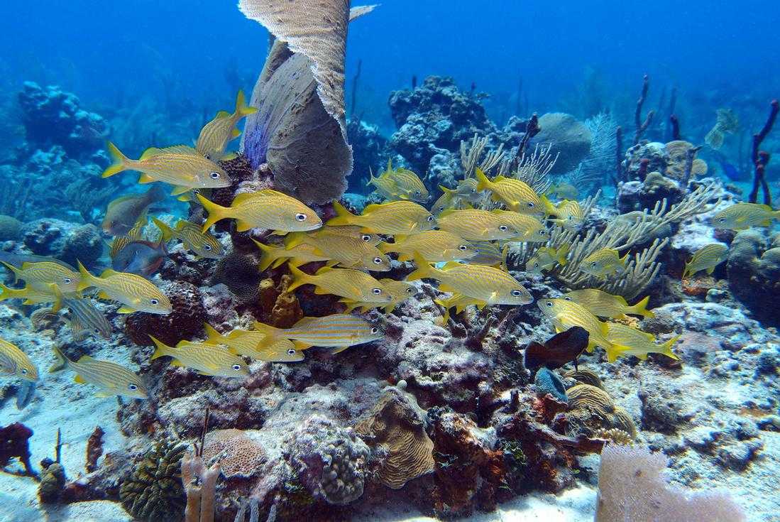 Catalina Island Diving Excursion – photo 3 of 7
