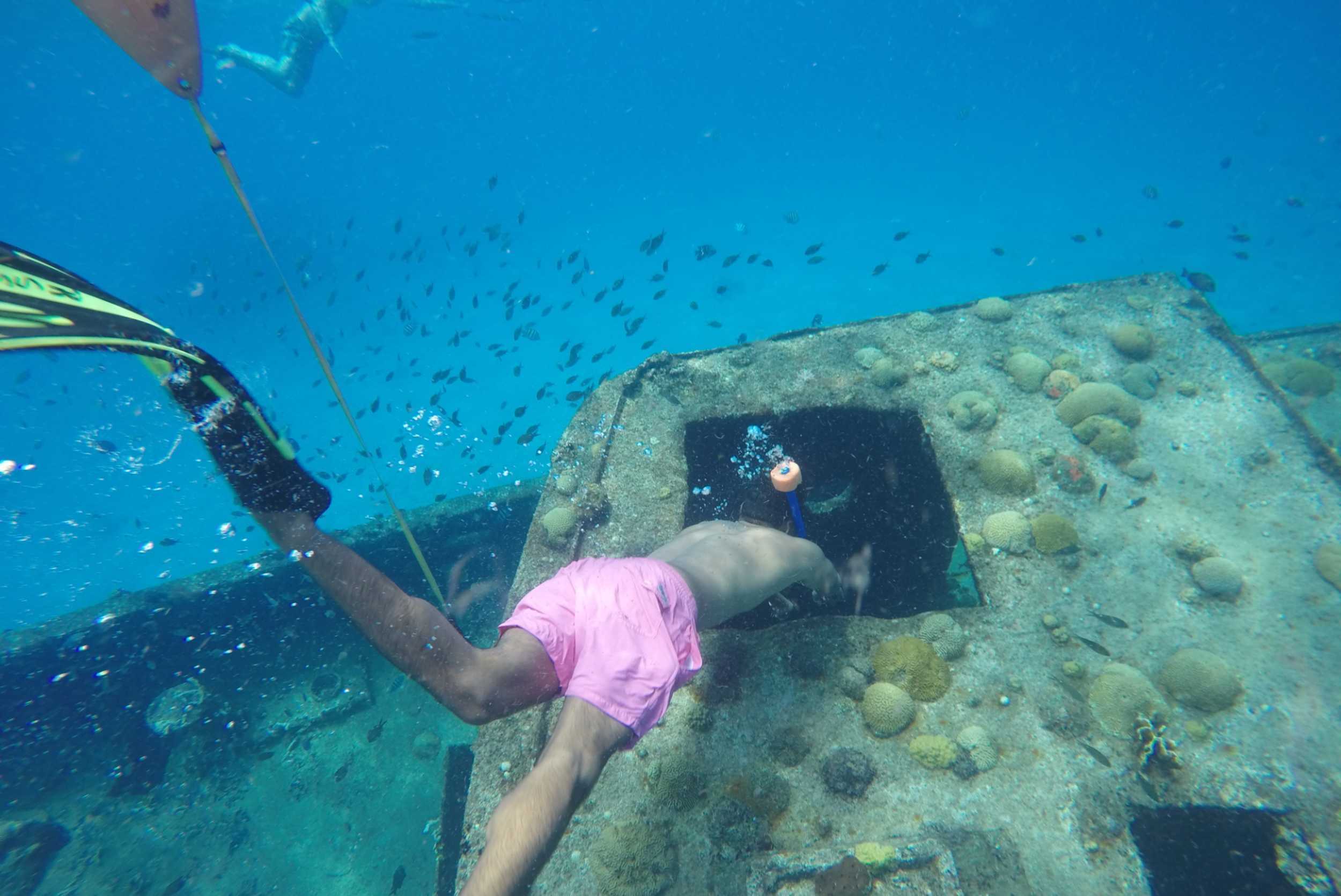 Barbados Swim, Snorkel and Wildlife Experience – photo 1 of 9