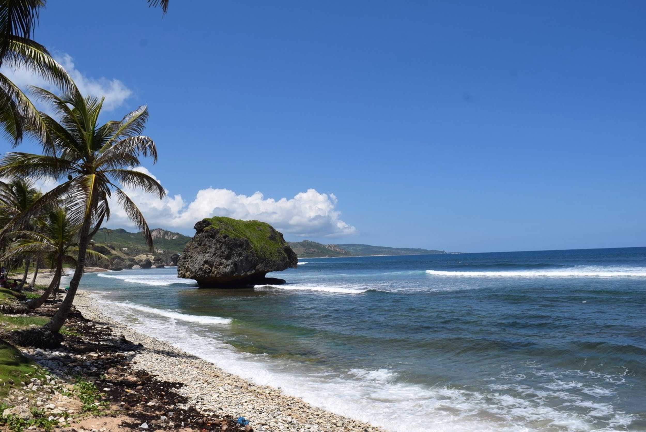 Barbados Swim, Snorkel and Wildlife Experience – photo 3 of 9