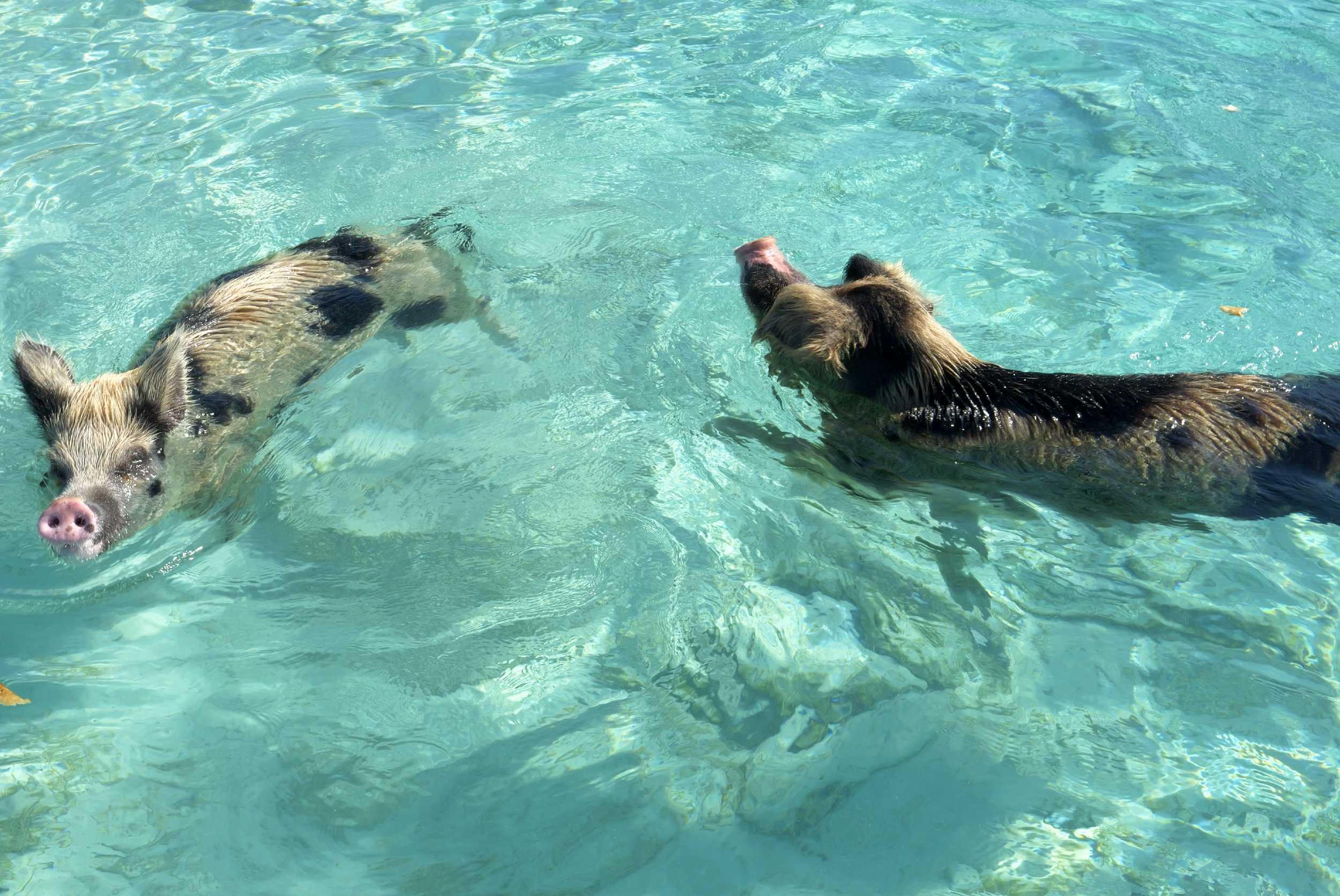 Rose Island Half Day Pig Interaction & Snorkeling Experience- 35ft Contender – photo 2 of 9