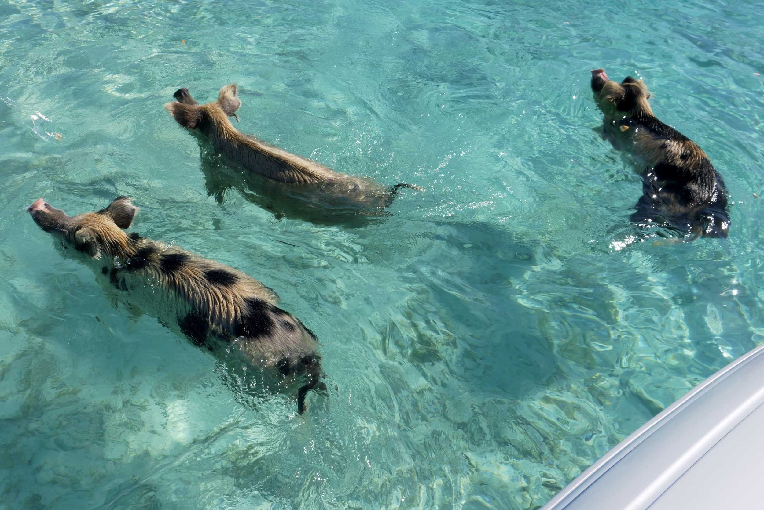 Rose Island Half Day Pig Interaction & Snorkeling Experience- 35ft Contender – photo 1 of 9