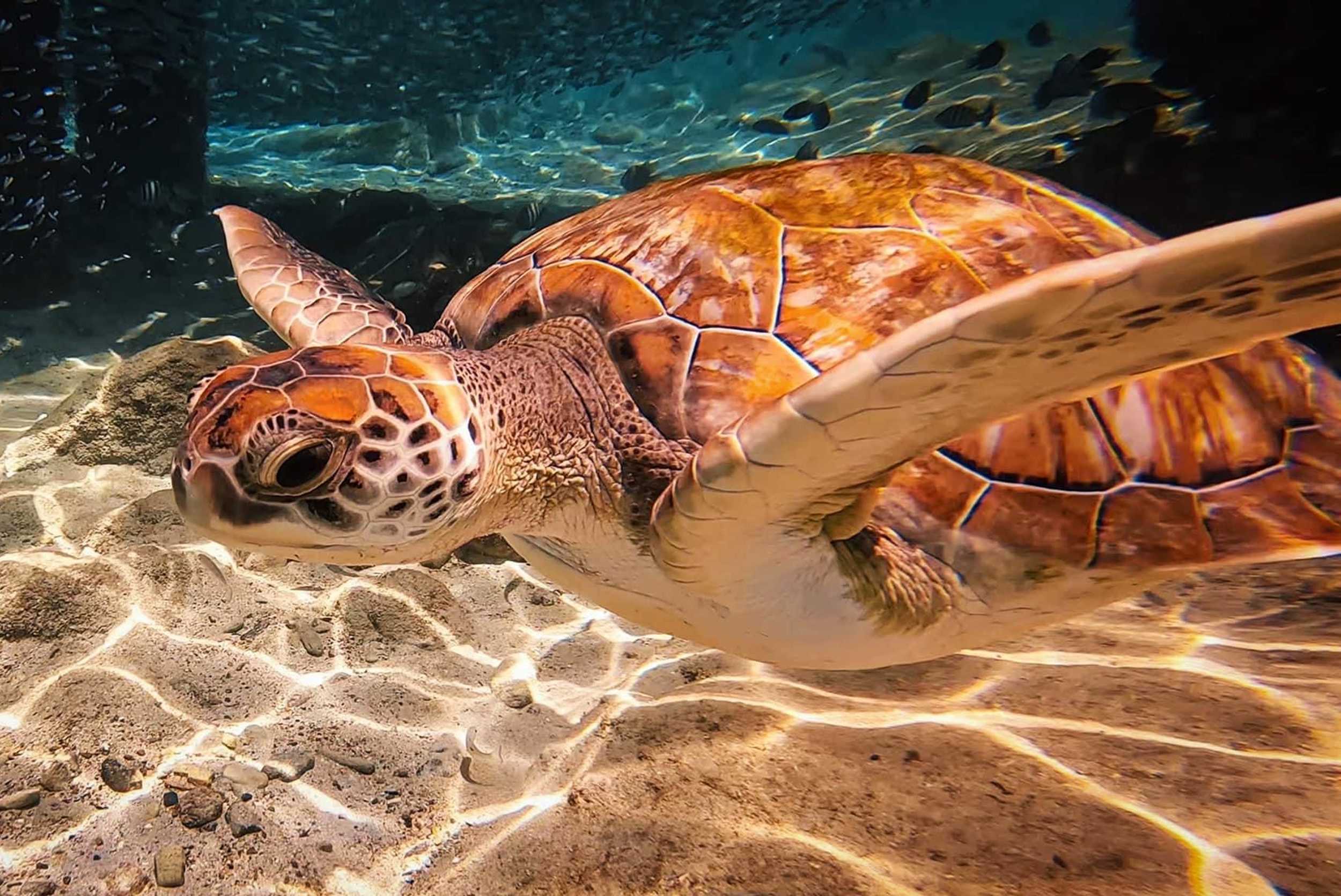 Private Curacao Highlights & Turtle Swim Tour – photo 4 of 10